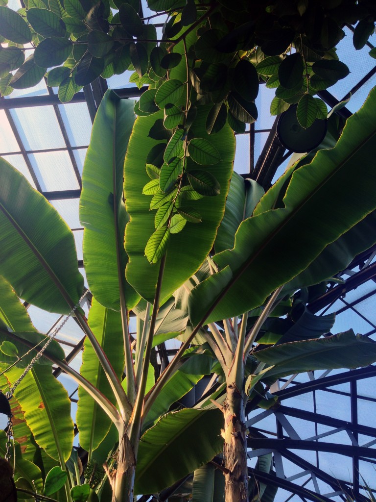 Lincoln Park Conservatory, Chicago IL