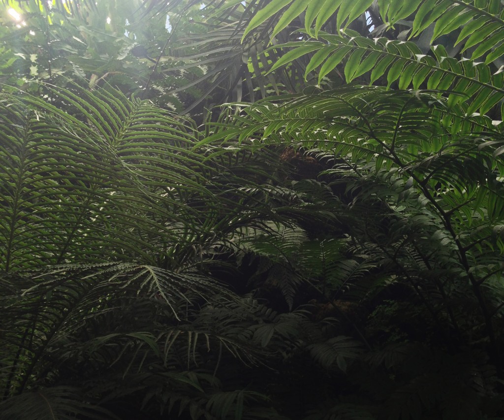 Lincoln Park Conservatory, Chicago IL