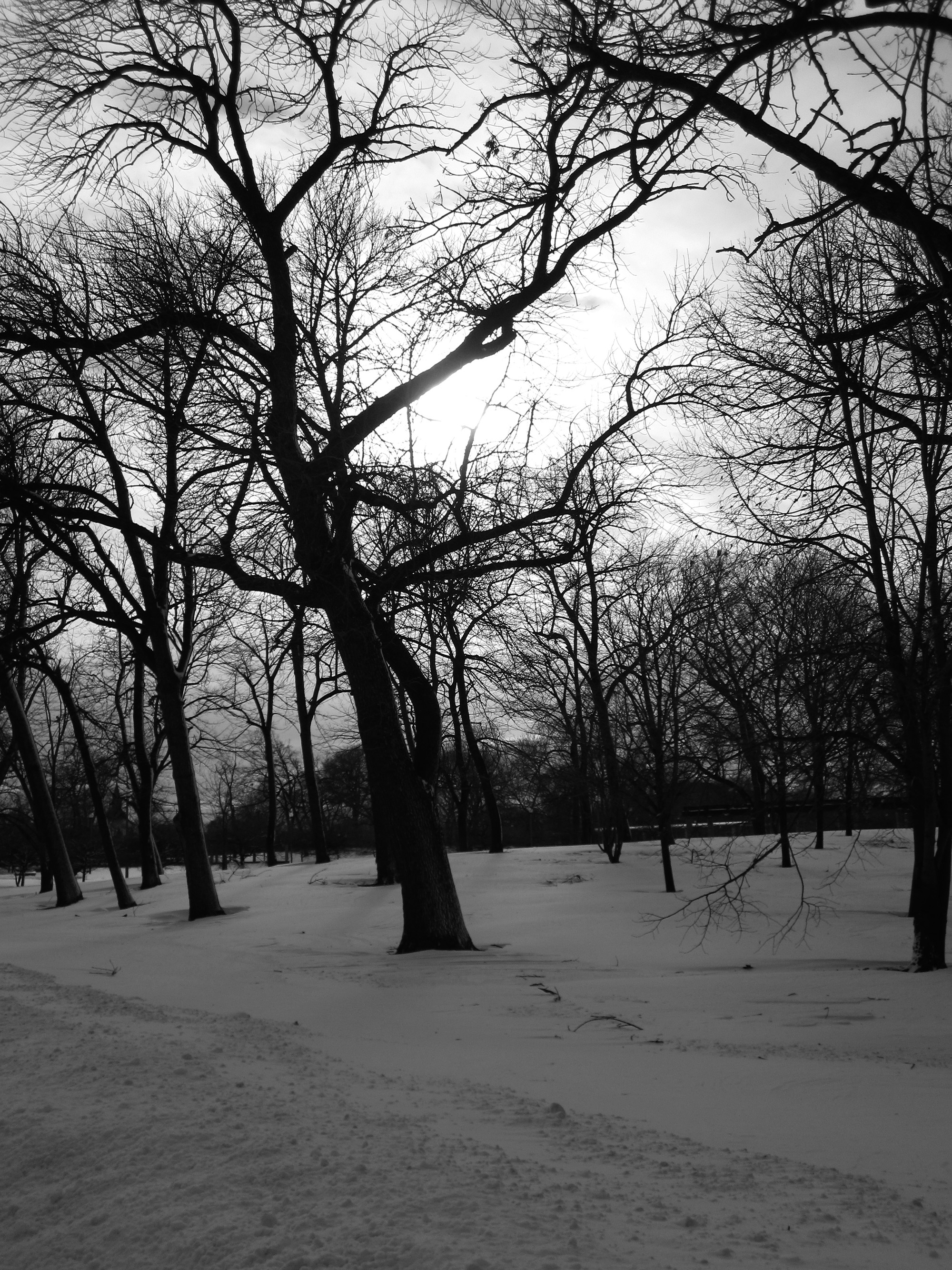 Winter trees in Humboldt Park, Chicago IL