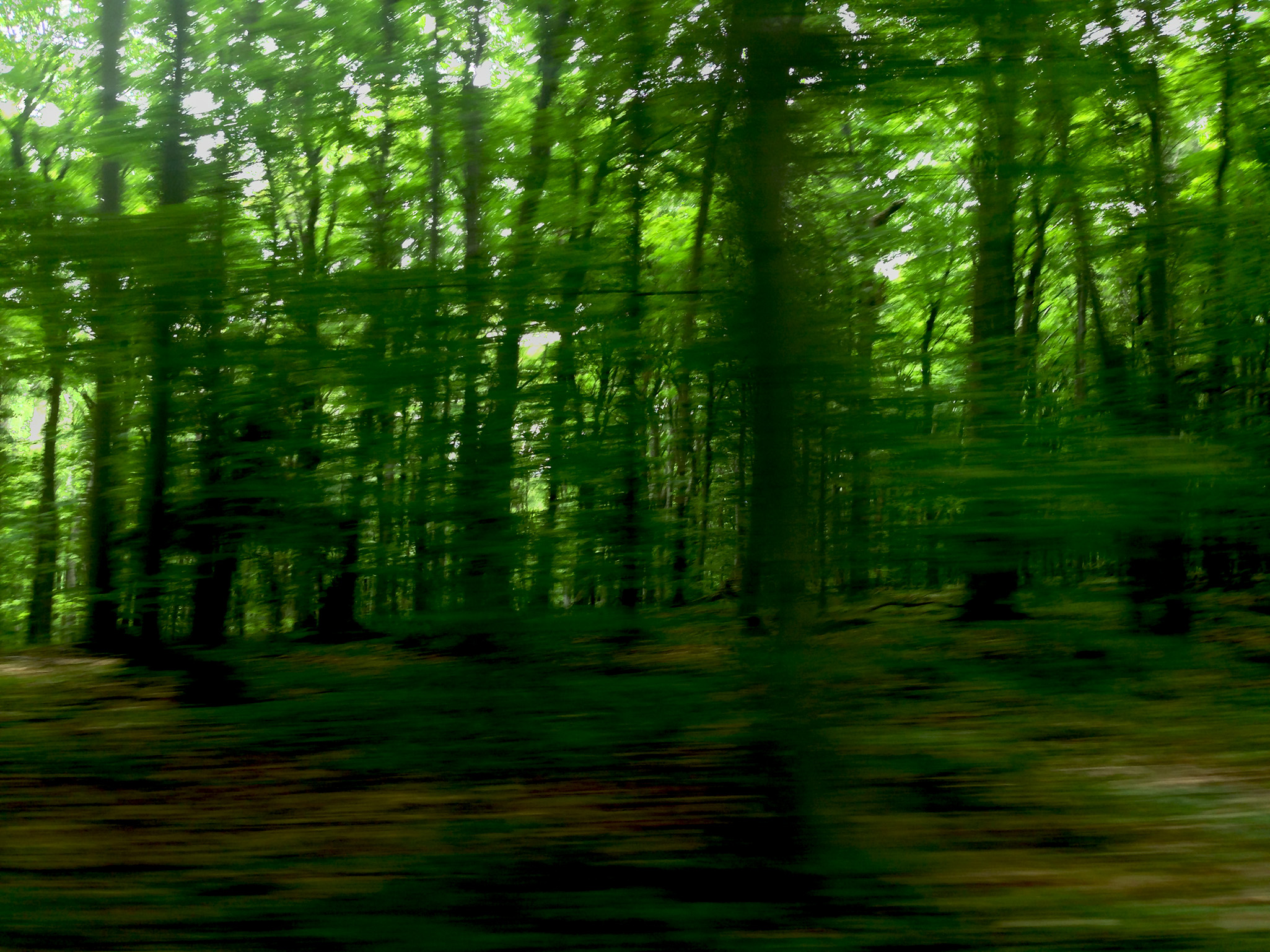 Through the wilderness, Sleeping Bear Dunes, Michigan