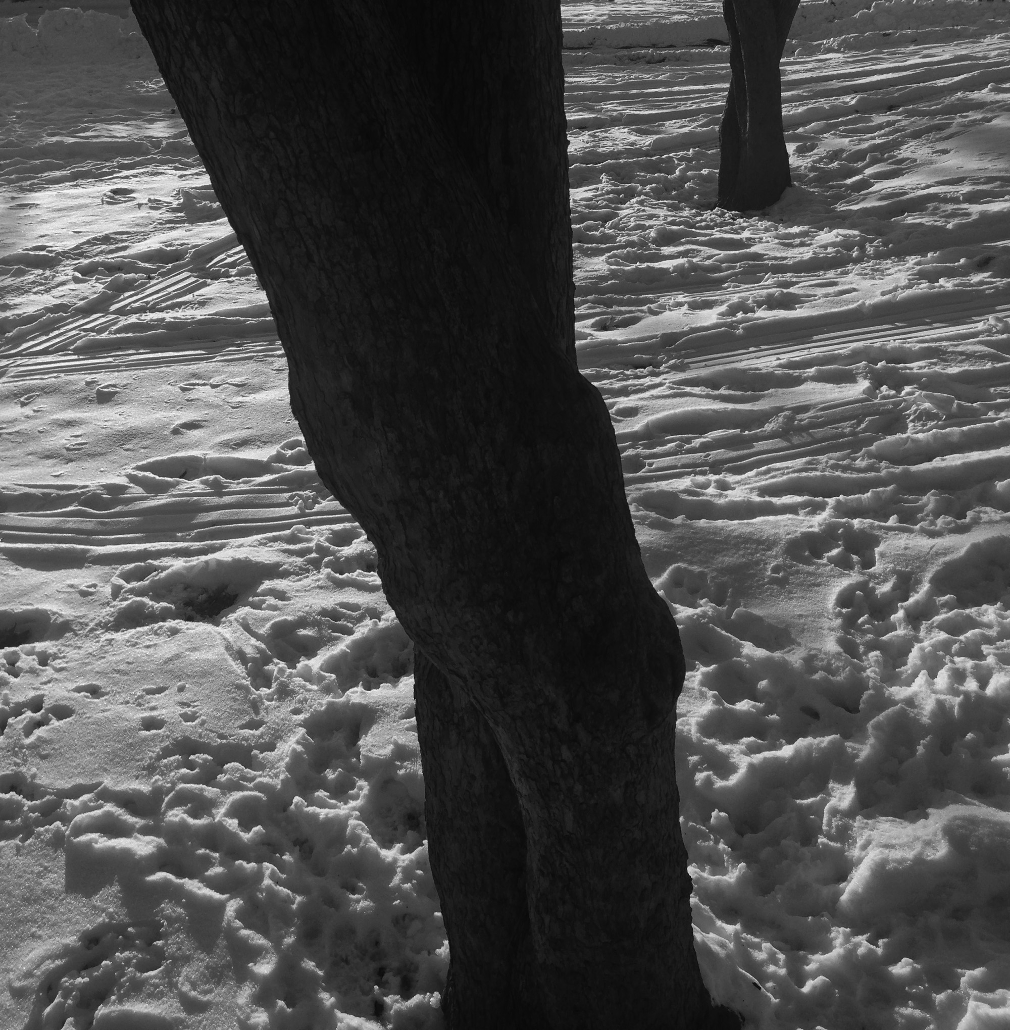 Tracks in the snow, Welles Park, Chicago IL