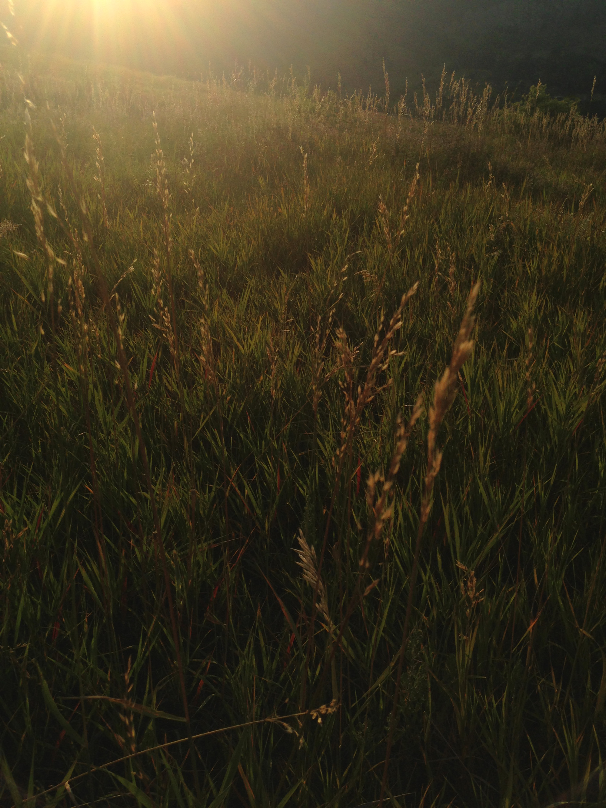 Grasses at the Flatirons, Boulder Colorado