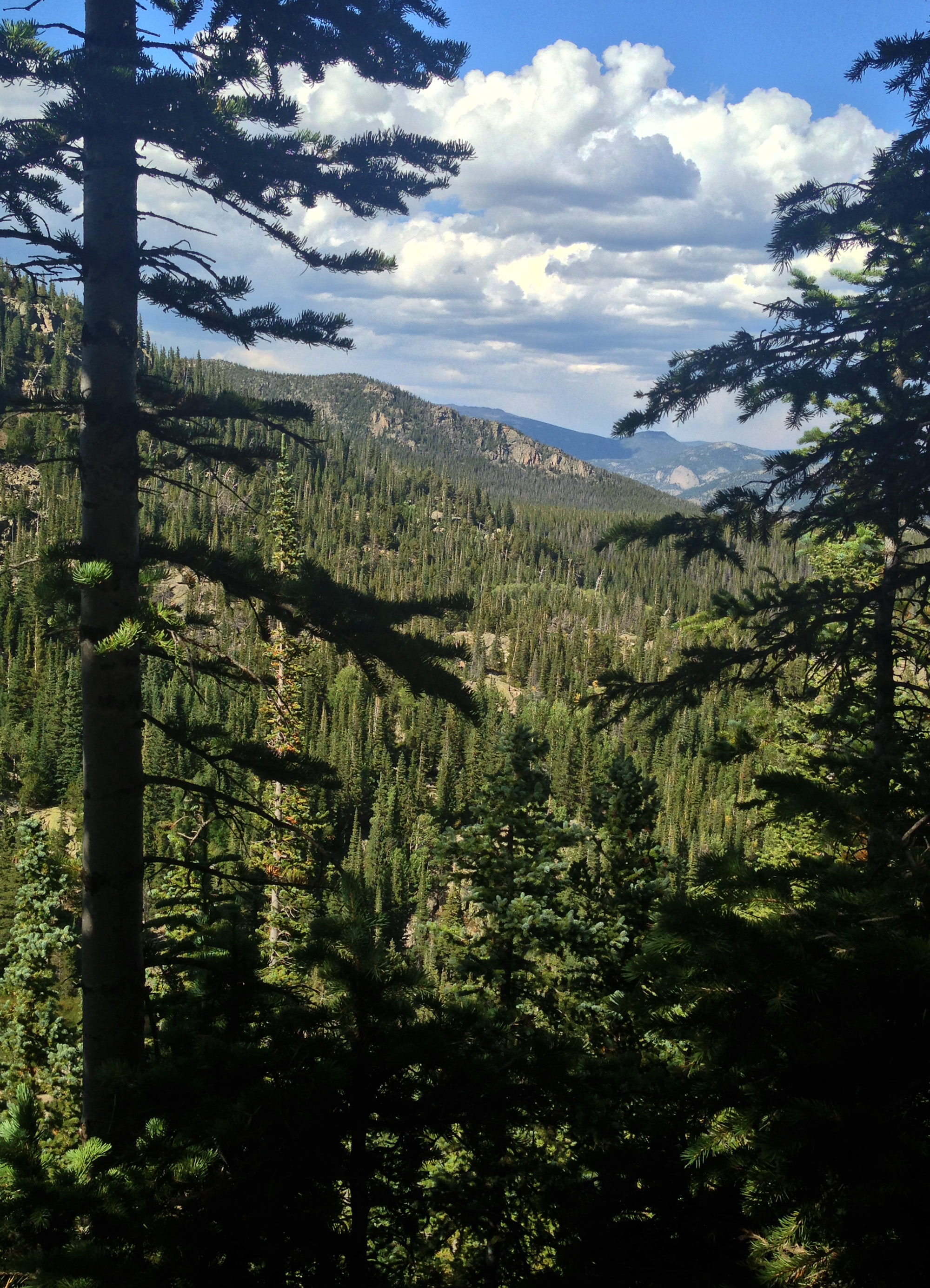 In the treetops in Rocky Mountain National Park, Colorado