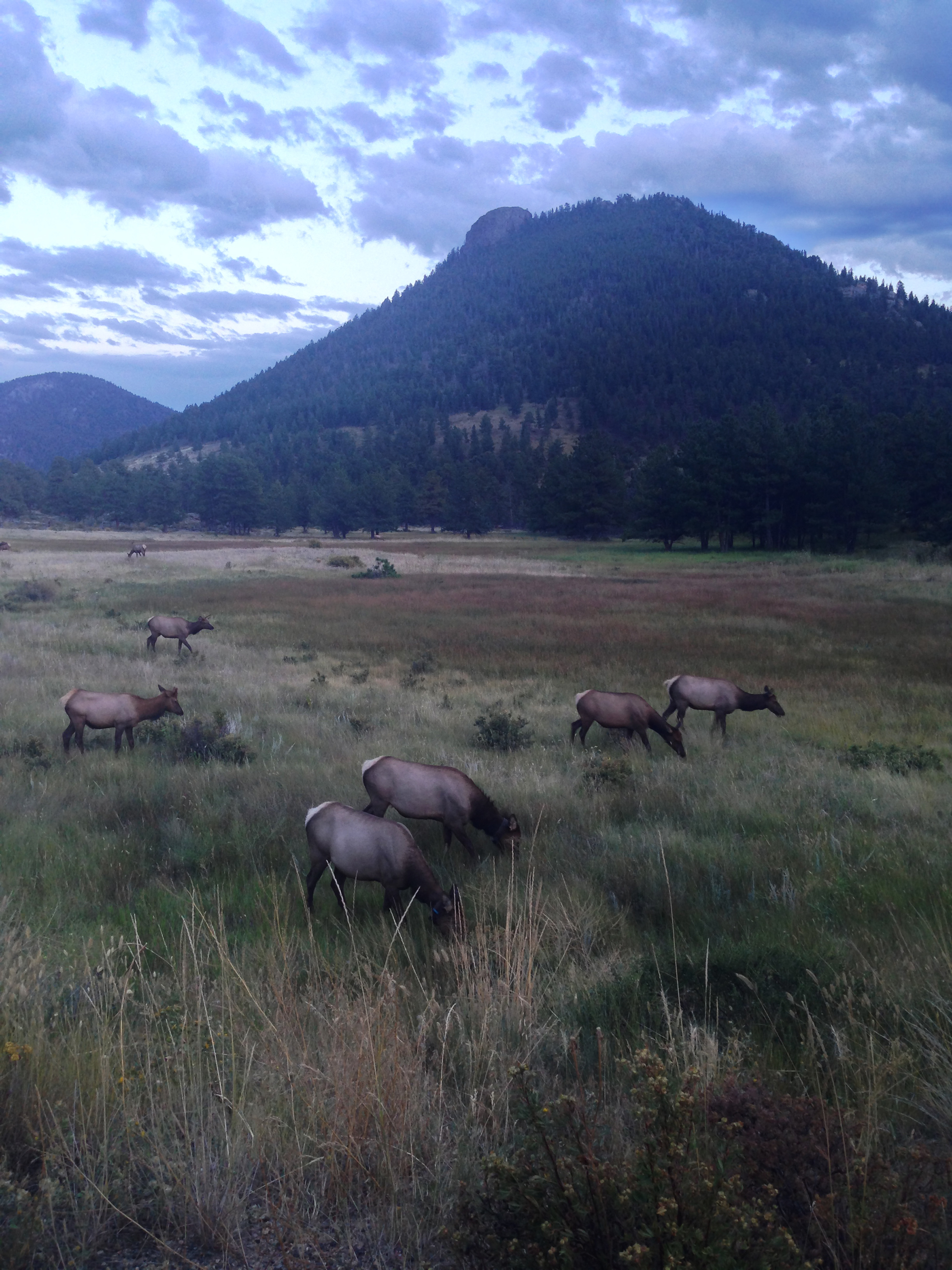 Wildlife in Rocky Mountain National Park, CO