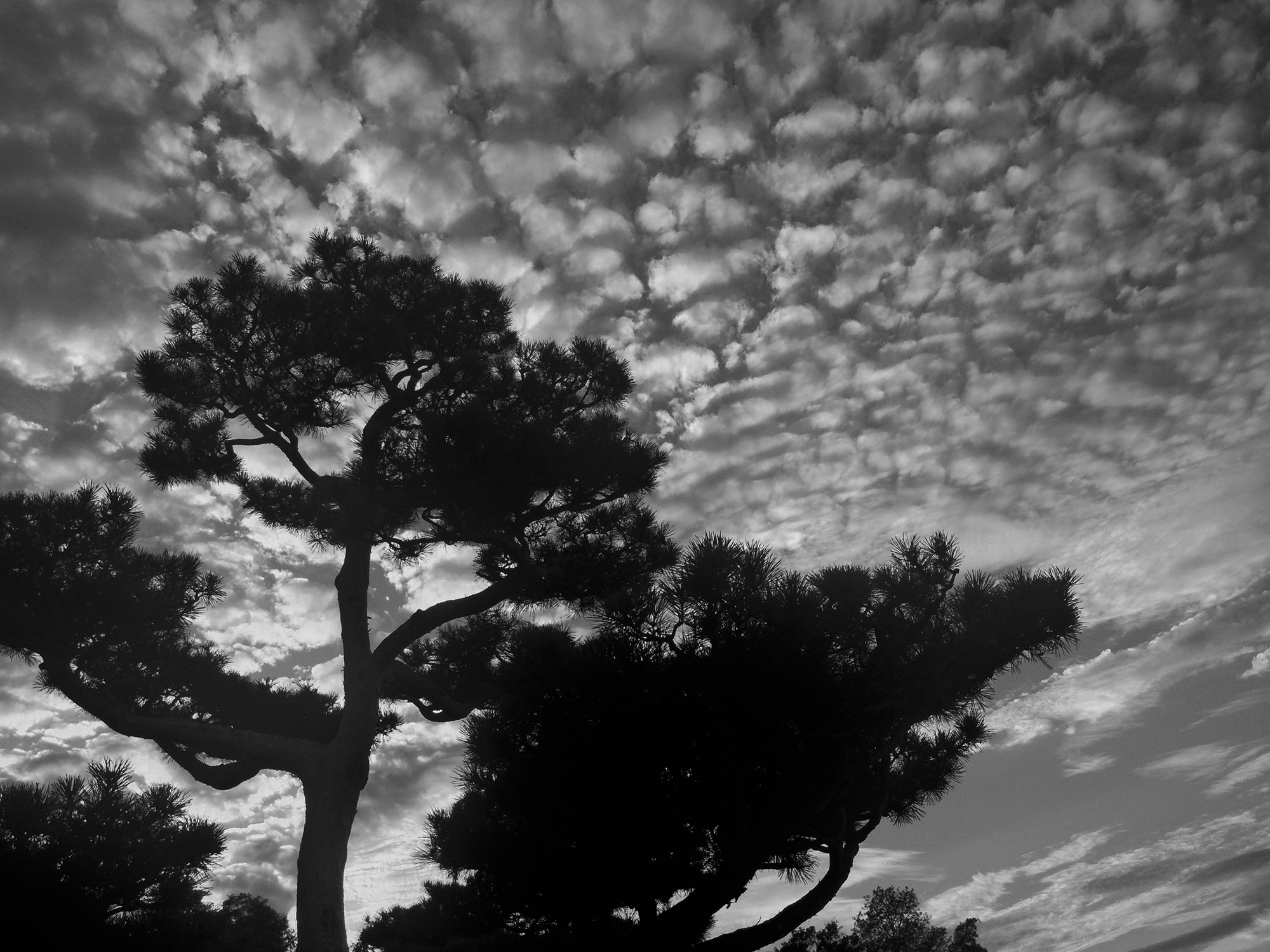 Choppy clouds, Chicago Botanic Gardens, Illinois