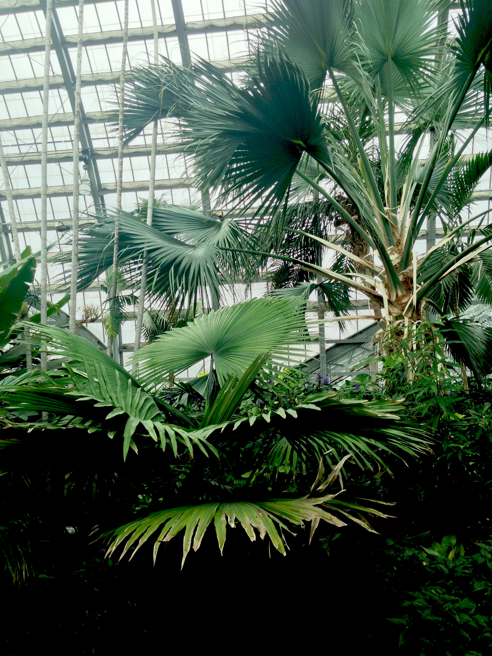 Palm Room, Garfield Park Conservatory, Chicago Illinois