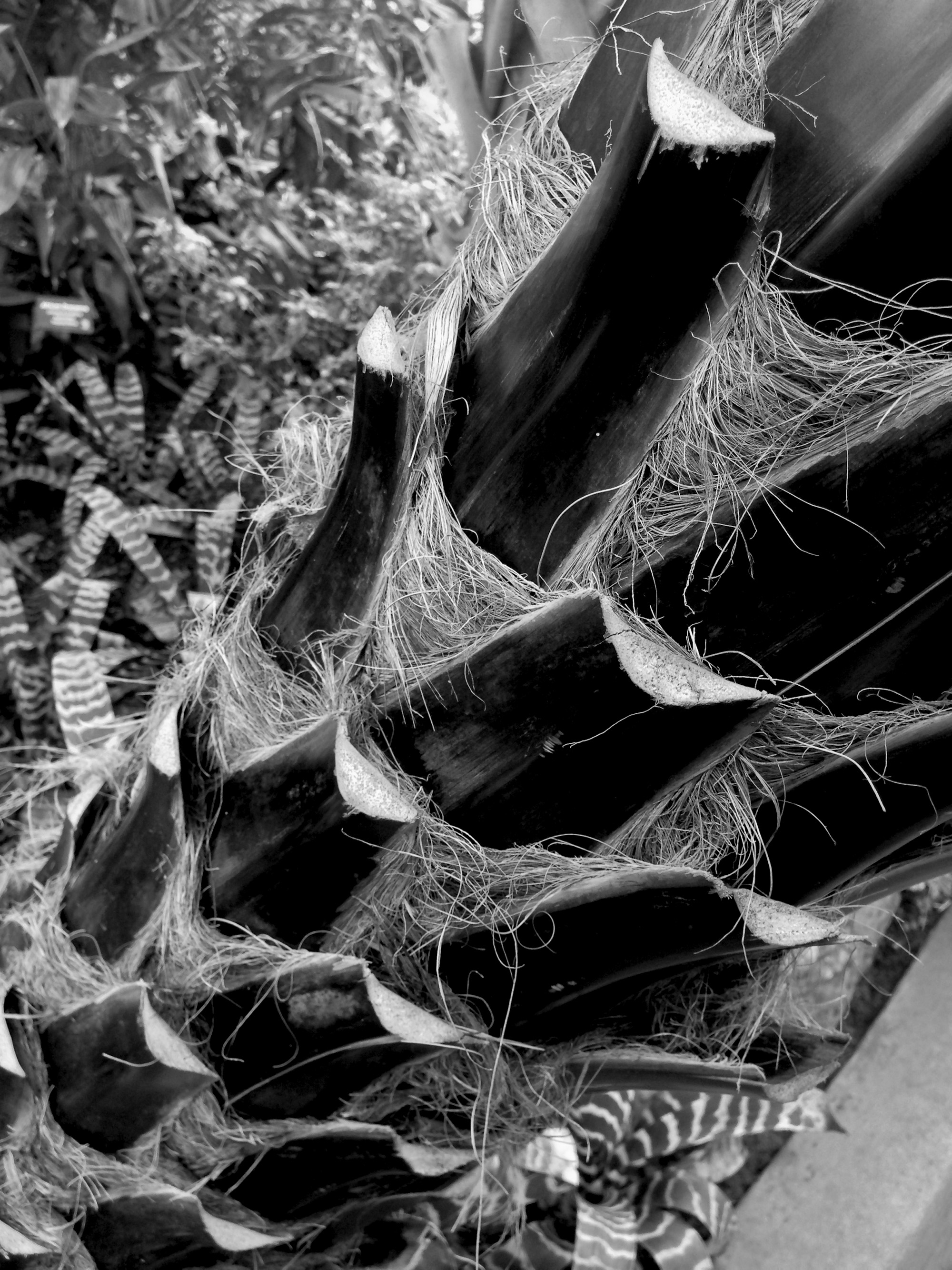 Carnauba wax palm (Copernicia prunifera), Palm room, Garfield Park Conservatory, Chicago Illinois