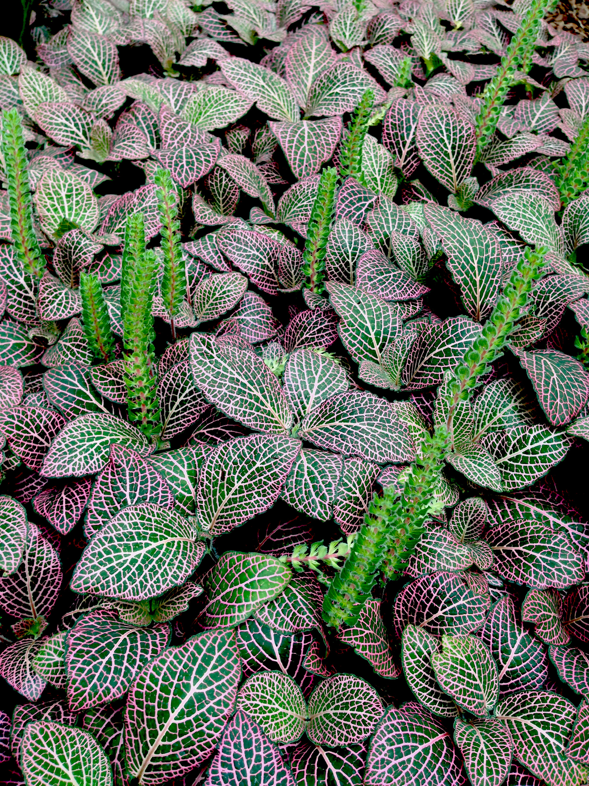 Mosaic Plant (Fittonia verschaffeltii pearcei), Garfield Park Conservatory, Chicago Illinois