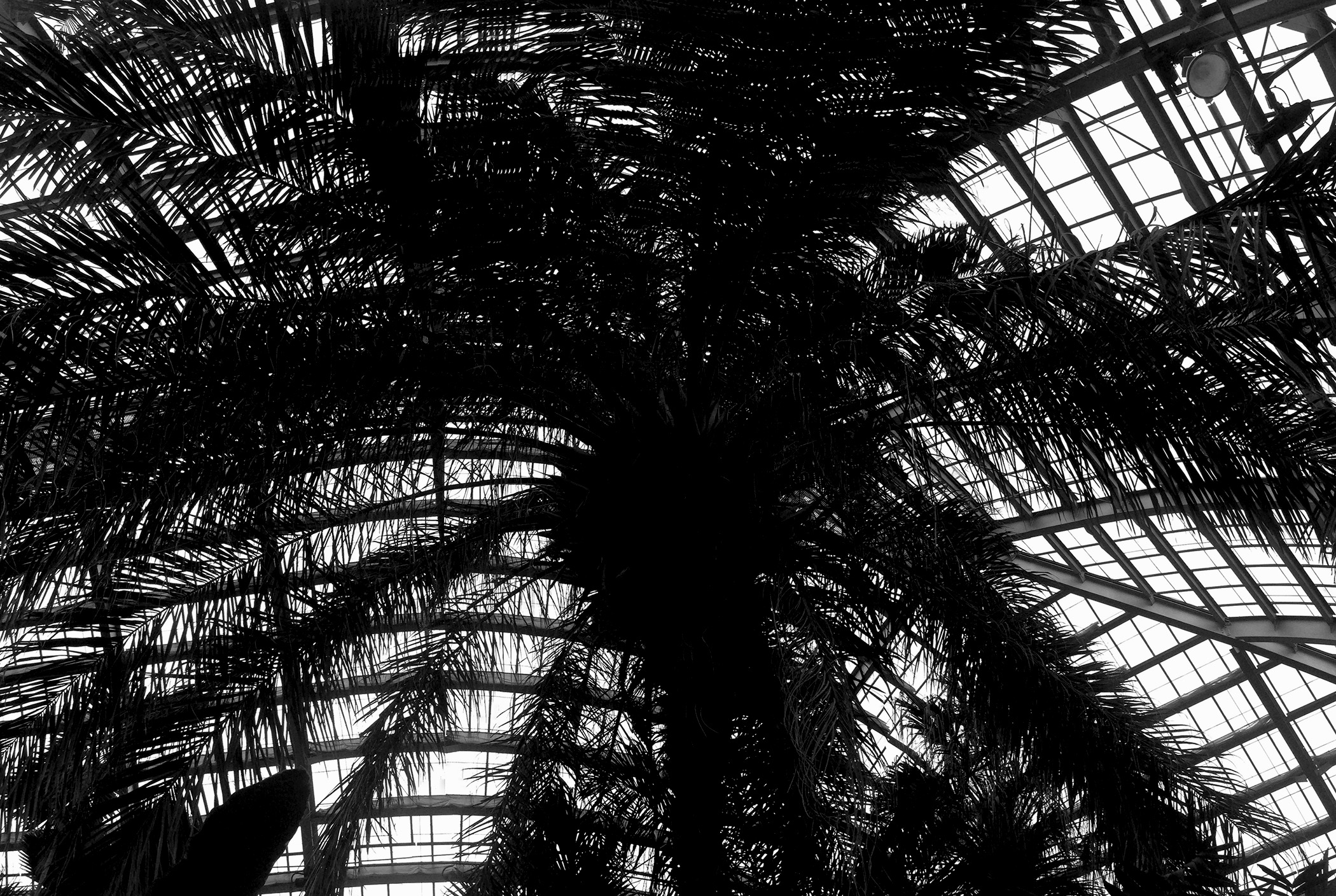 Scheelea Palm (oldest palm in the Conservatory collection, grown from a seed in 1926), Palm room, Garfield Park Conservatory, Chicago Illinois