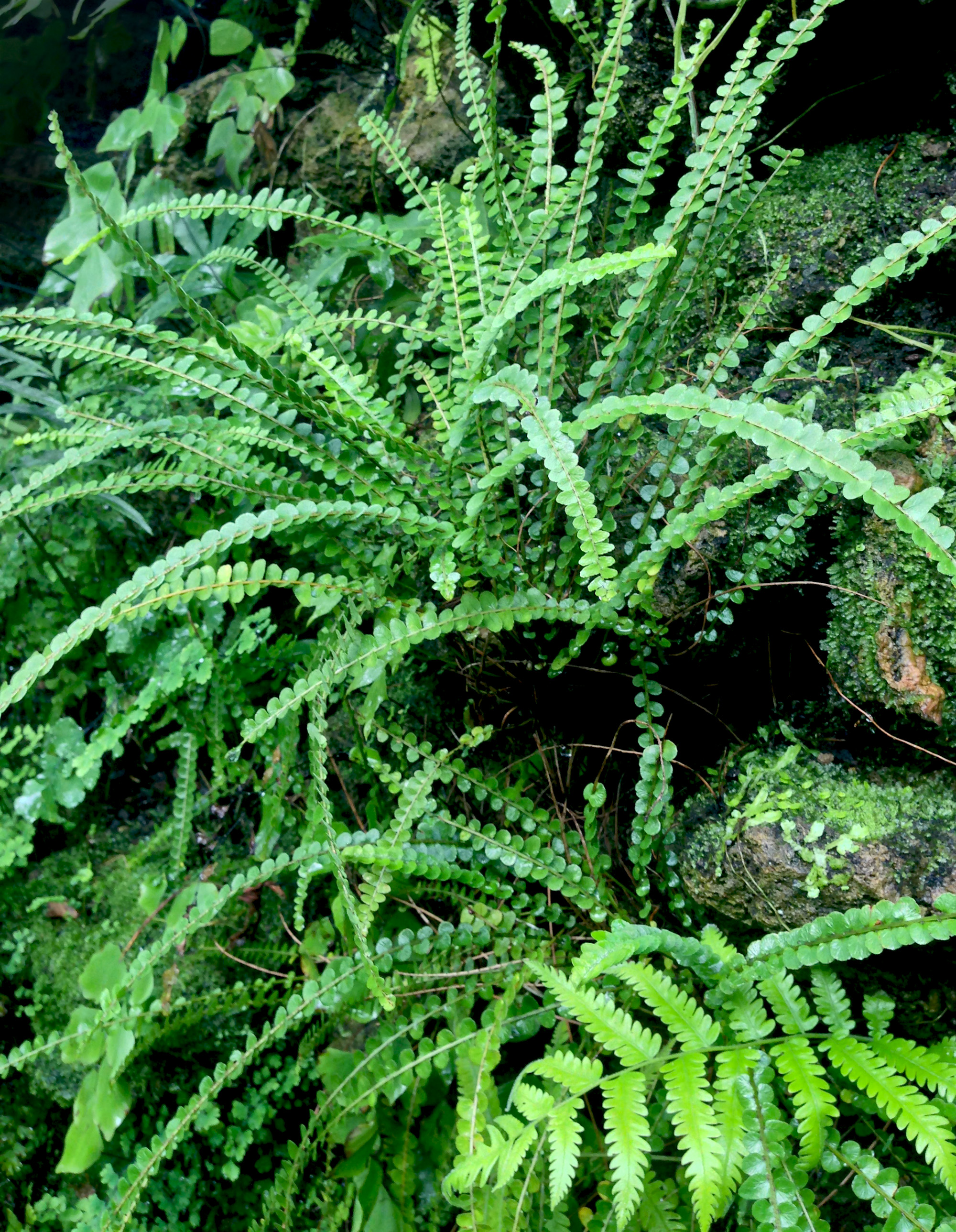 Button fern (Pellaea rotundifolia), Fern room, Scheelea Palm