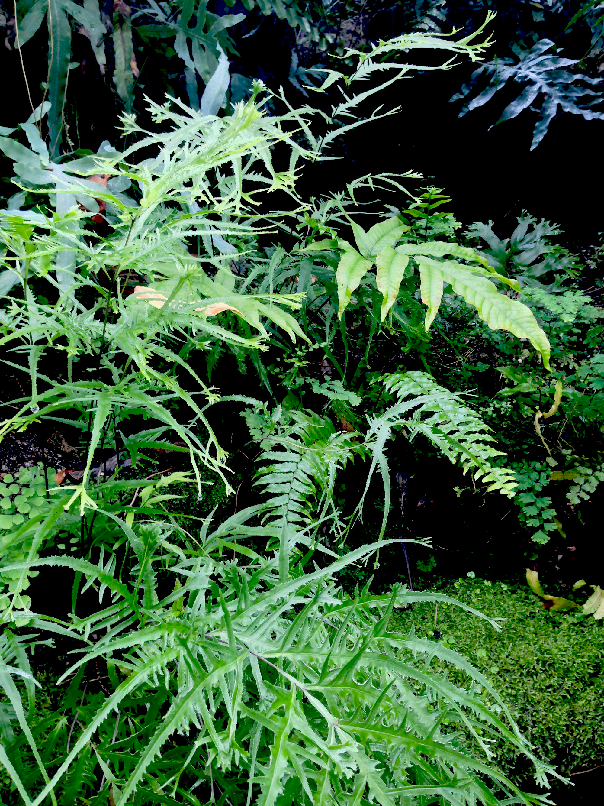 Fern Room, Garfield Park Conservatory, Chicago Illinois