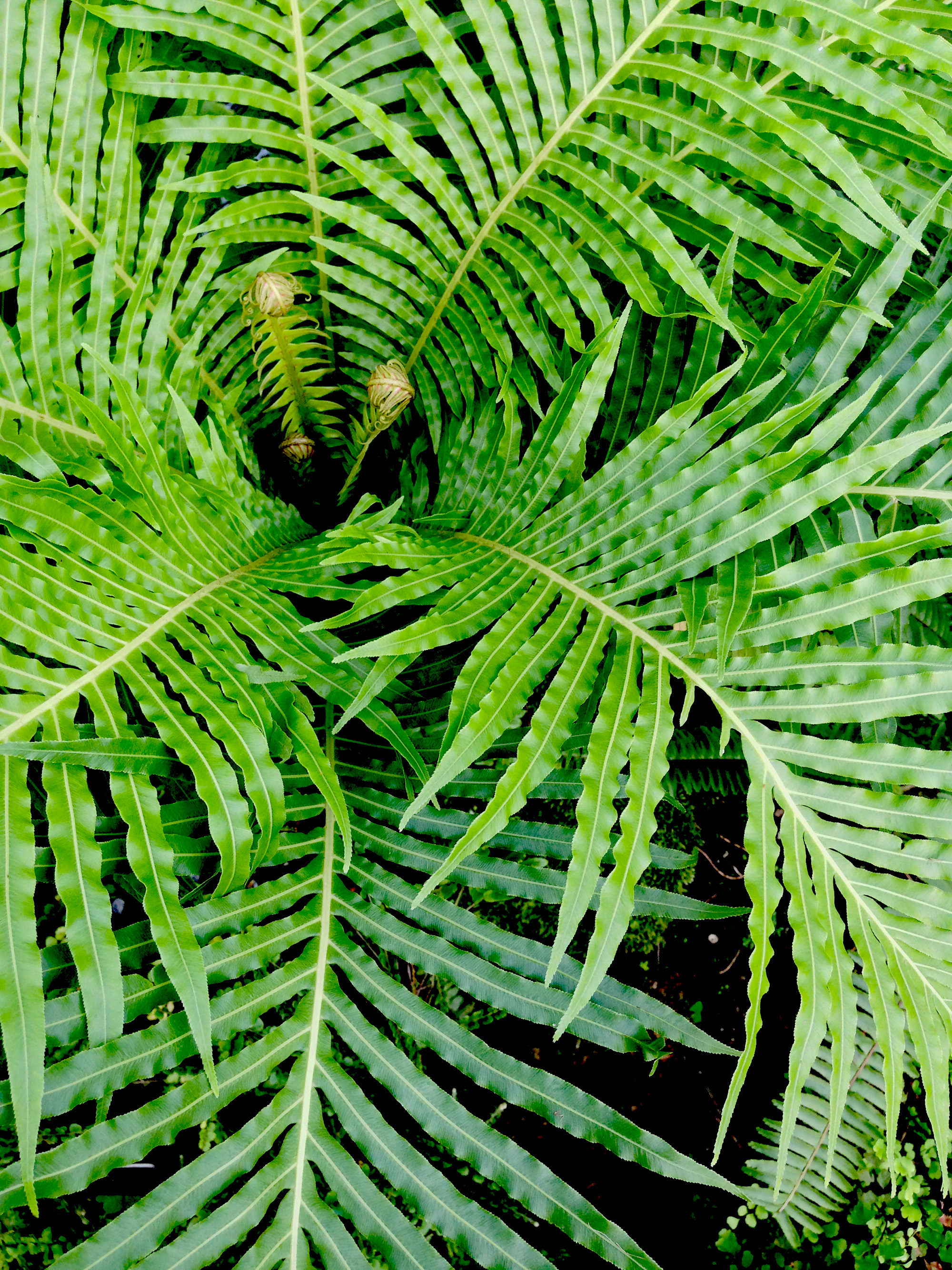 Ferm room, Garfield Park Conservatory, Chicago Illinois