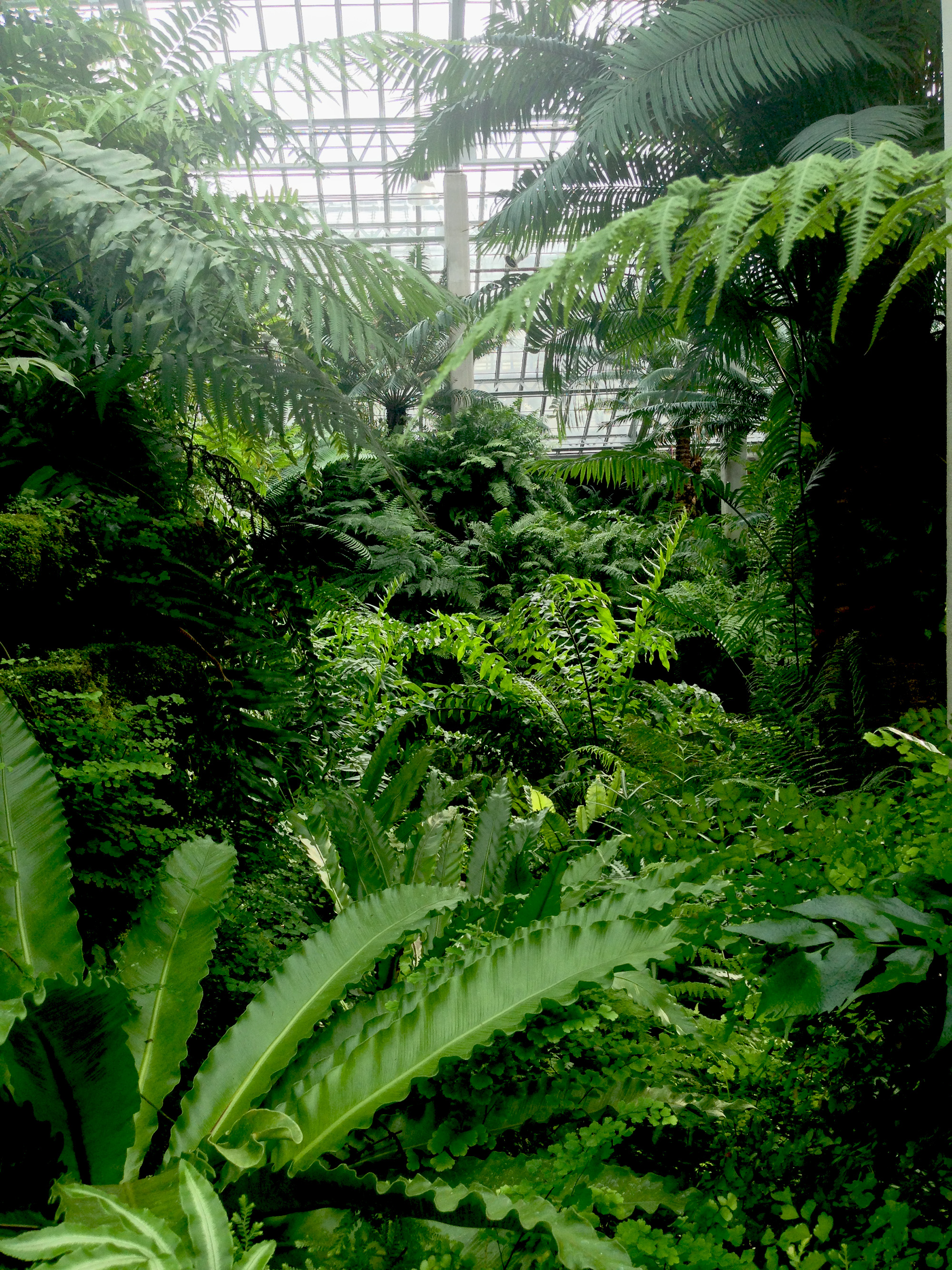 Ferm room, Garfield Park Conservatory, Chicago Illinois