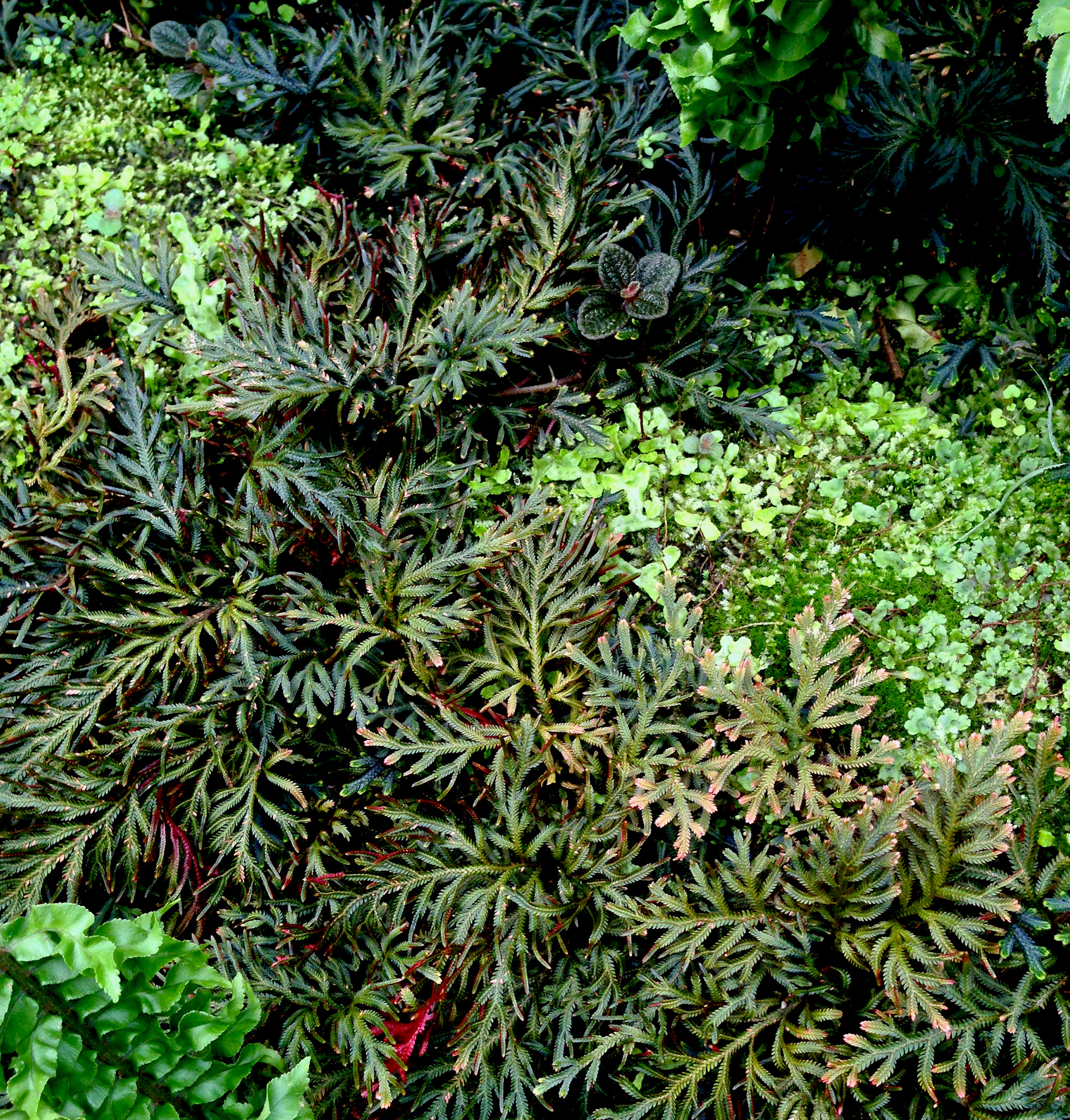 Spike moss (Selaginella erythropus 'Sanguinea'), Fern room, Garfield Park Conservatory, Chicago Illinois