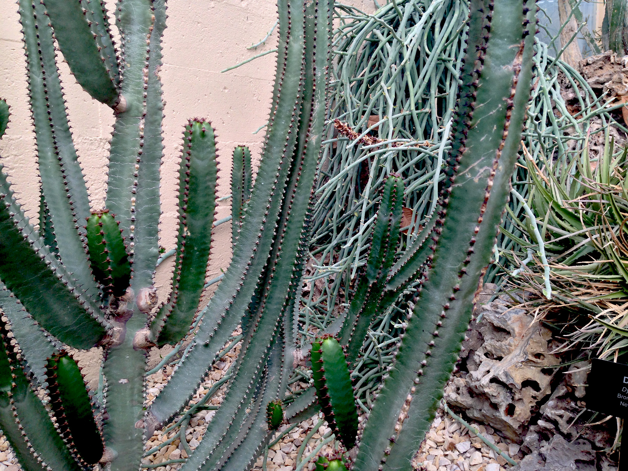 Desert room, Garfield Park Conservatory, Chicago Illinois