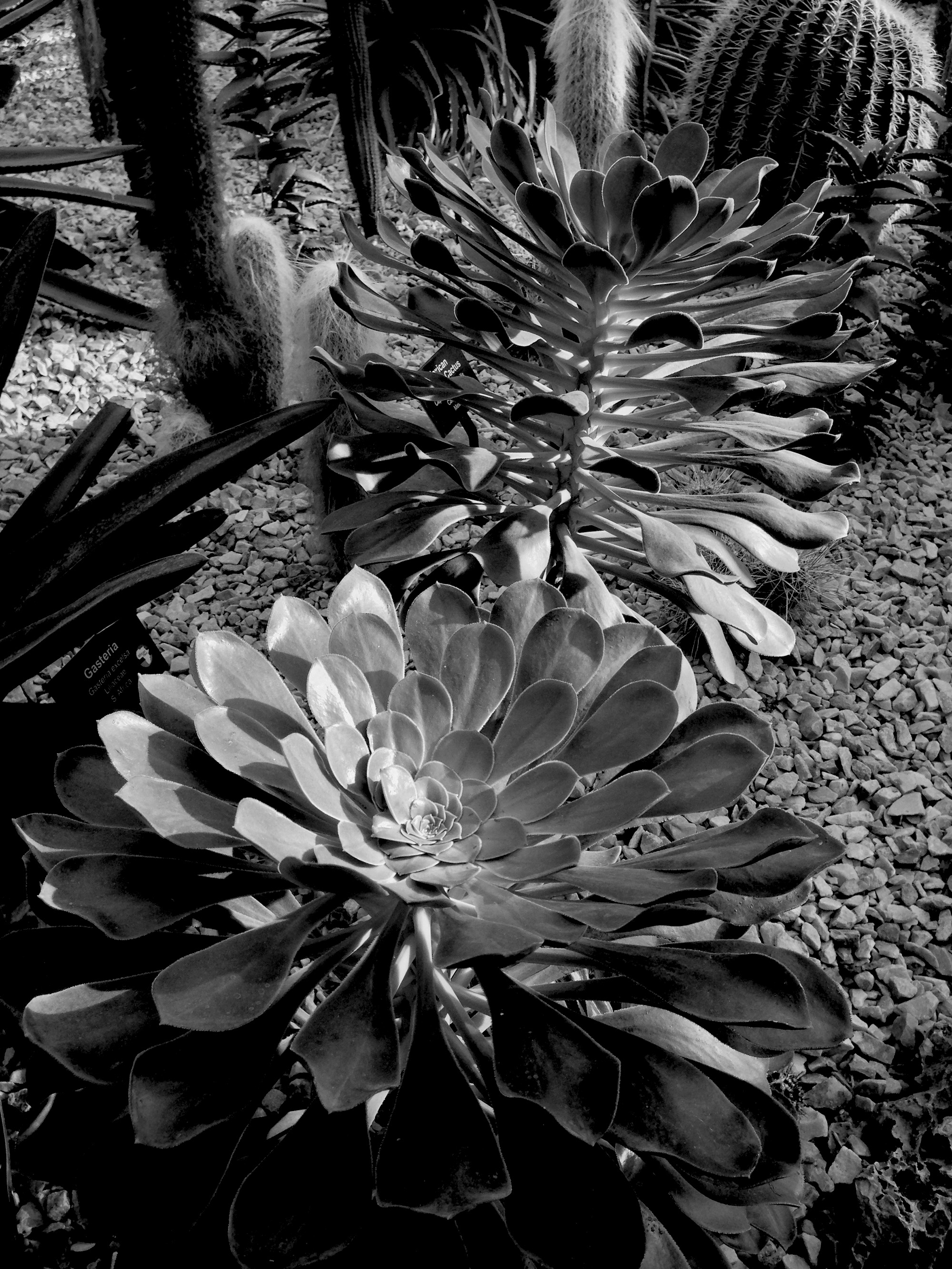 Aeoniums, Garfield Park Conservatory, Chicago Illinois