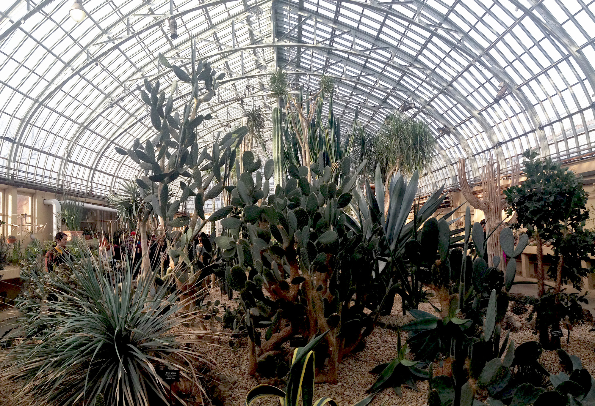 Desert Room, Garfield Park Conservatory, Chicago Illinois