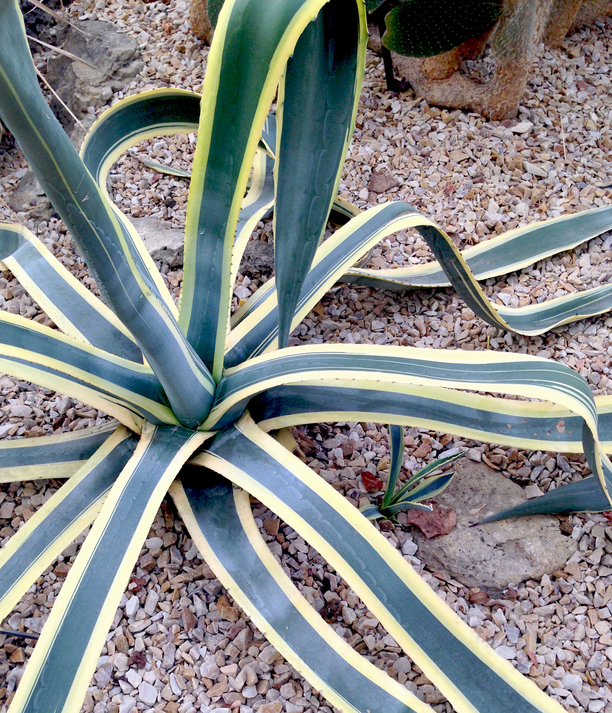 Variegated Century Plant (agave americana 'Marginata'), Desert Room, Garfield Park Conservatory, Chicago Illinois