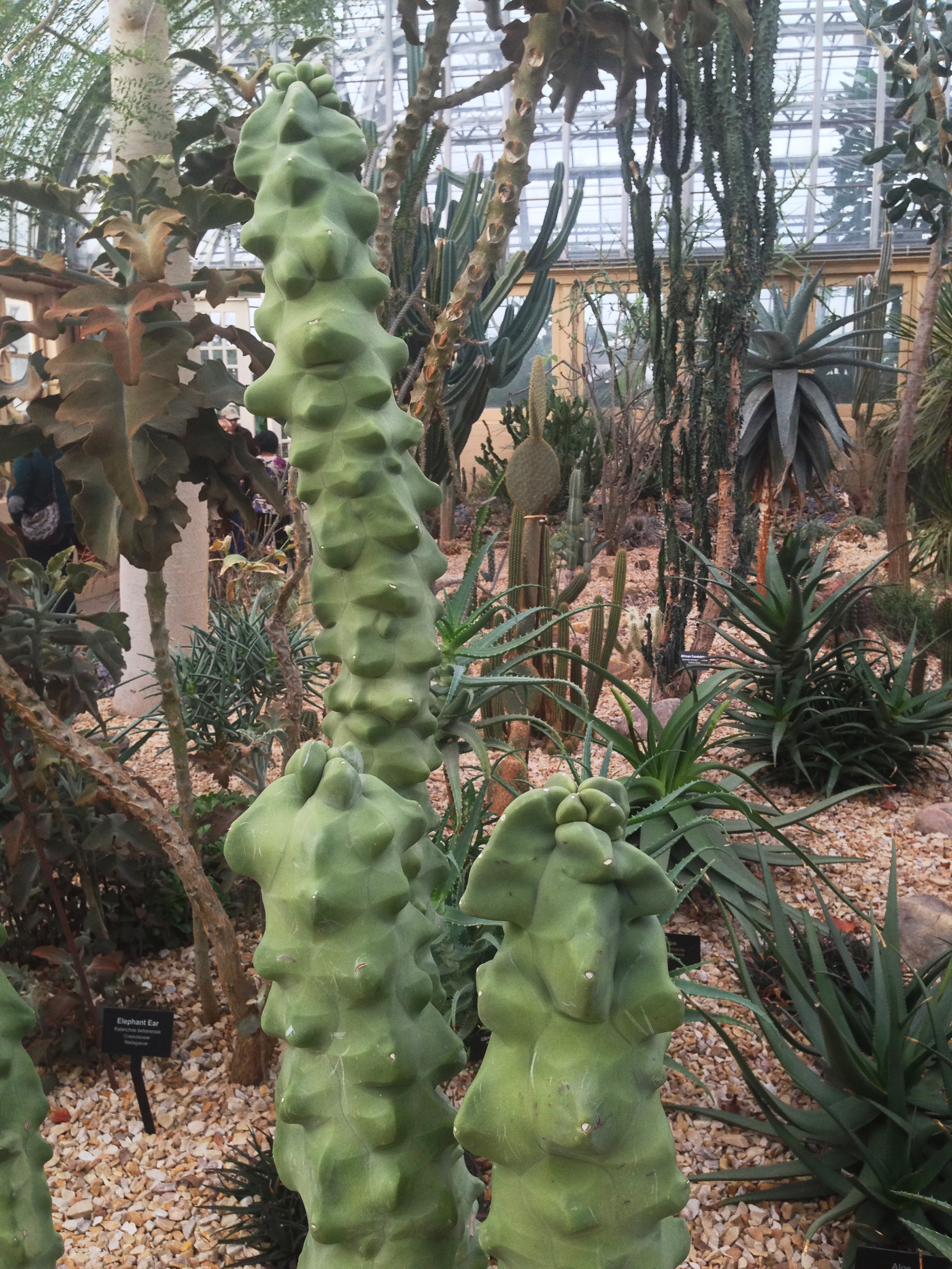 Totem pole cactus (Pachycereus schotti var. monstrosa), Desert Room, Garfield Park Conservatory, Chicago Illinois