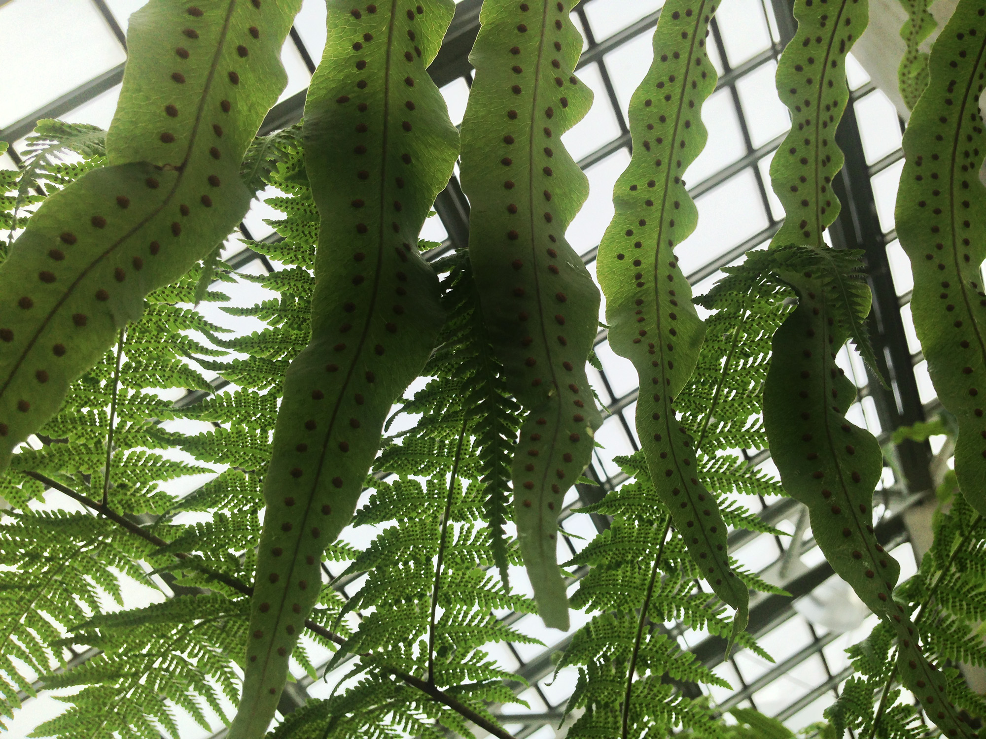 Ferm room, Garfield Park Conservatory, Chicago Illinois