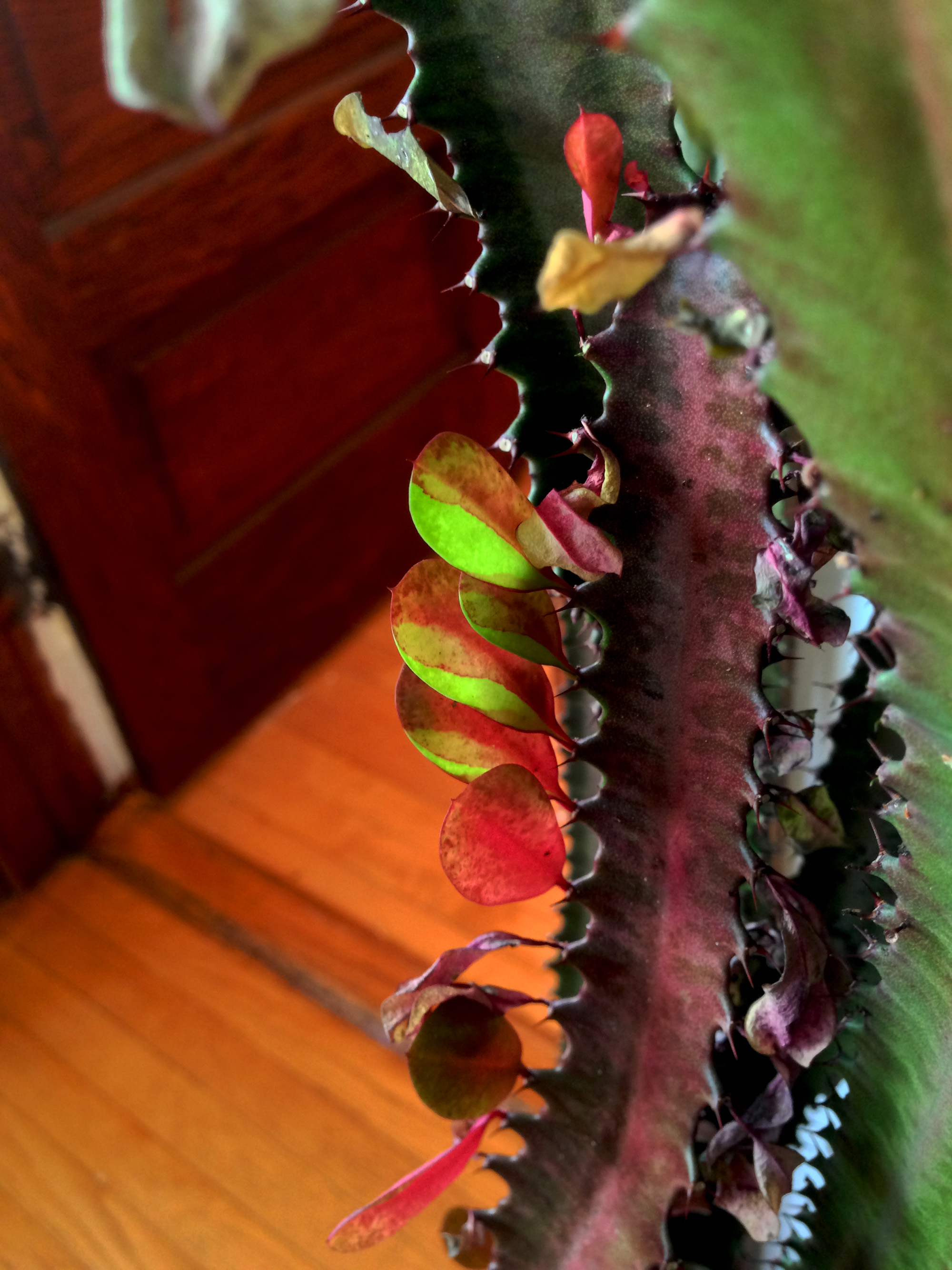 African Milk Tree (Euphorbia trigona) / Darker than Green