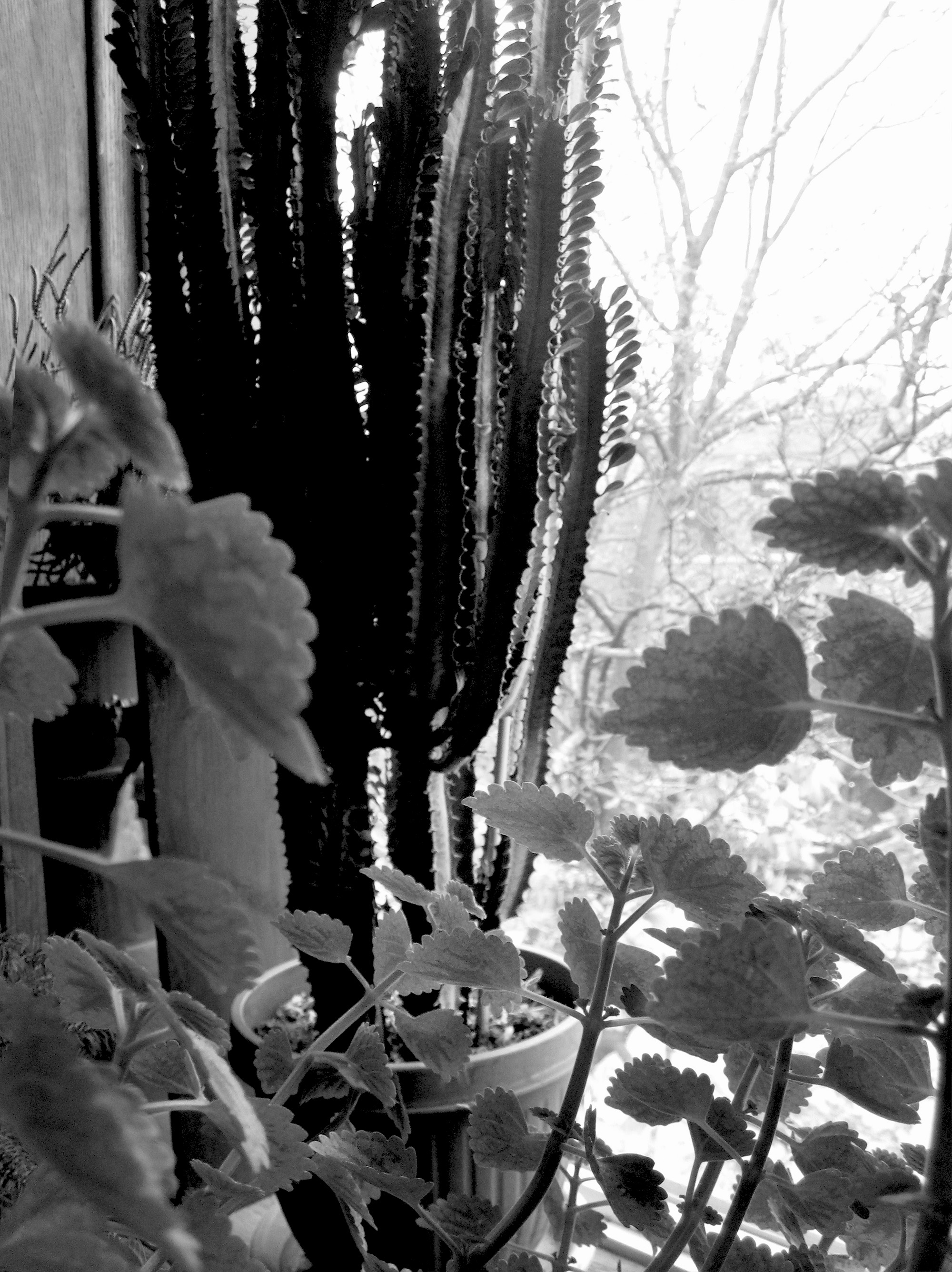 African Milk Tree (Euphorbia trigona) / Darker than Green