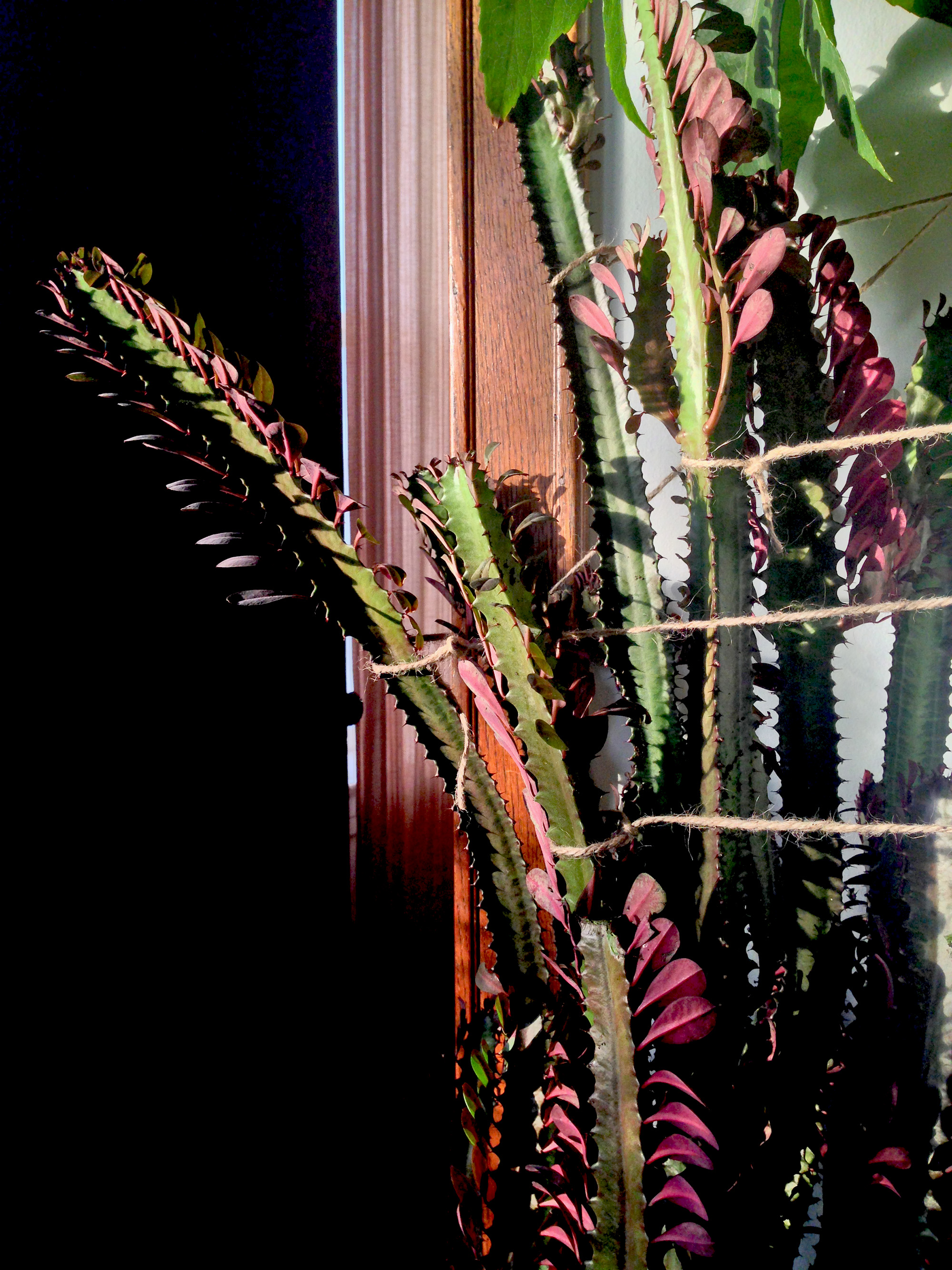 African Milk Tree (Euphorbia trigona) / Darker than Green