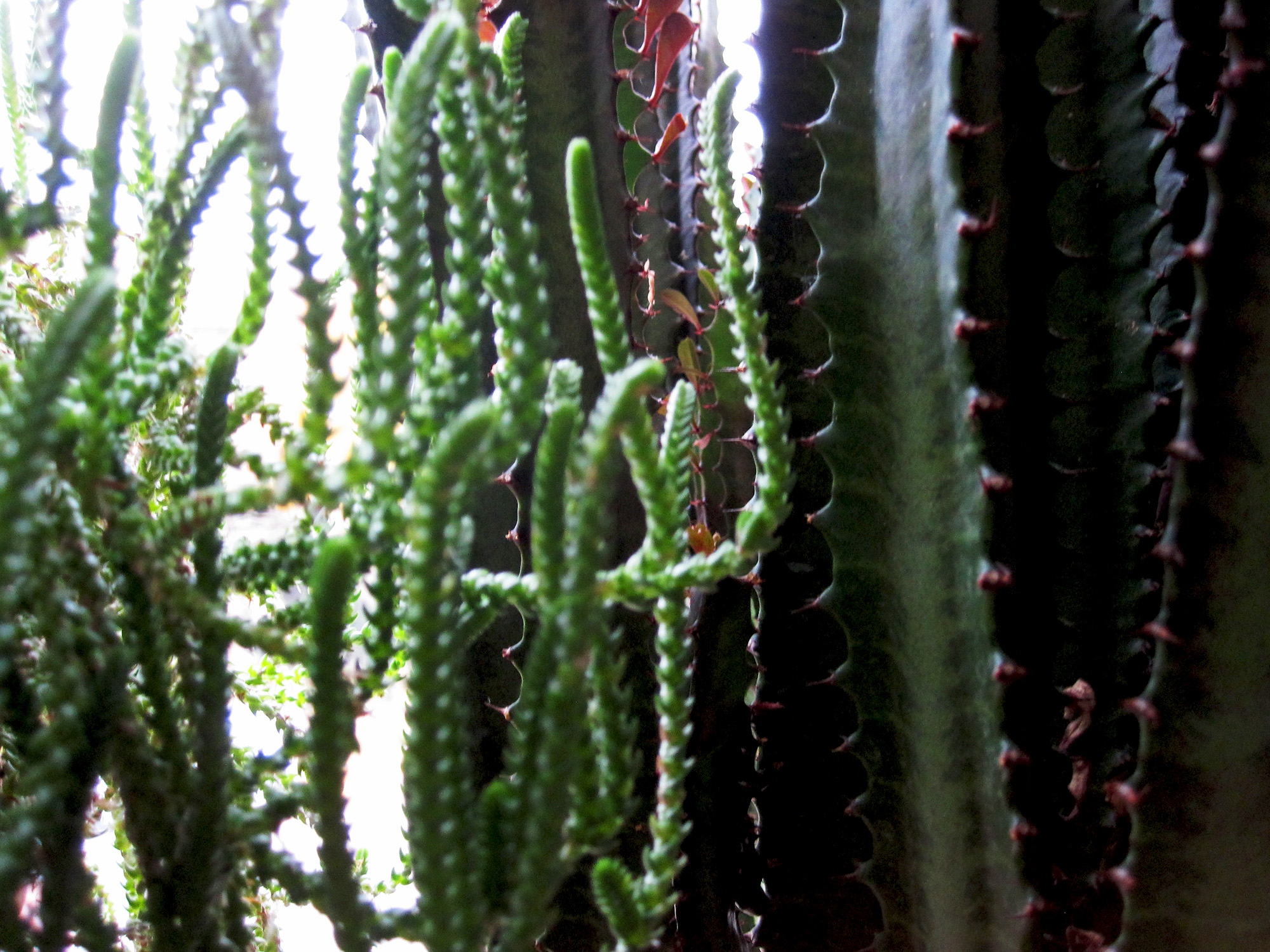 African Milk Tree (Euphorbia trigona) / Darker than Green