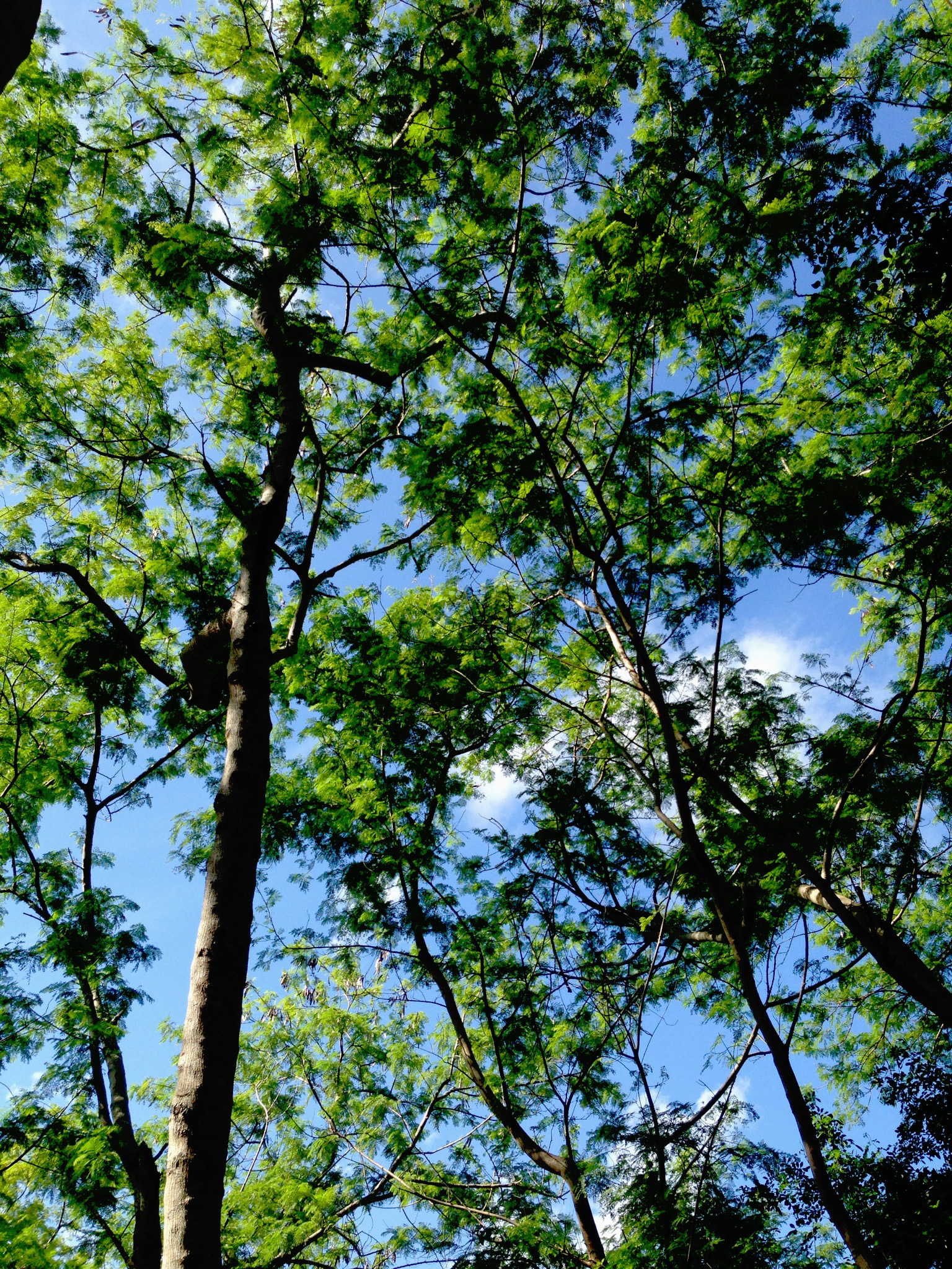 Trees in Miami, Florida / Darker than Green