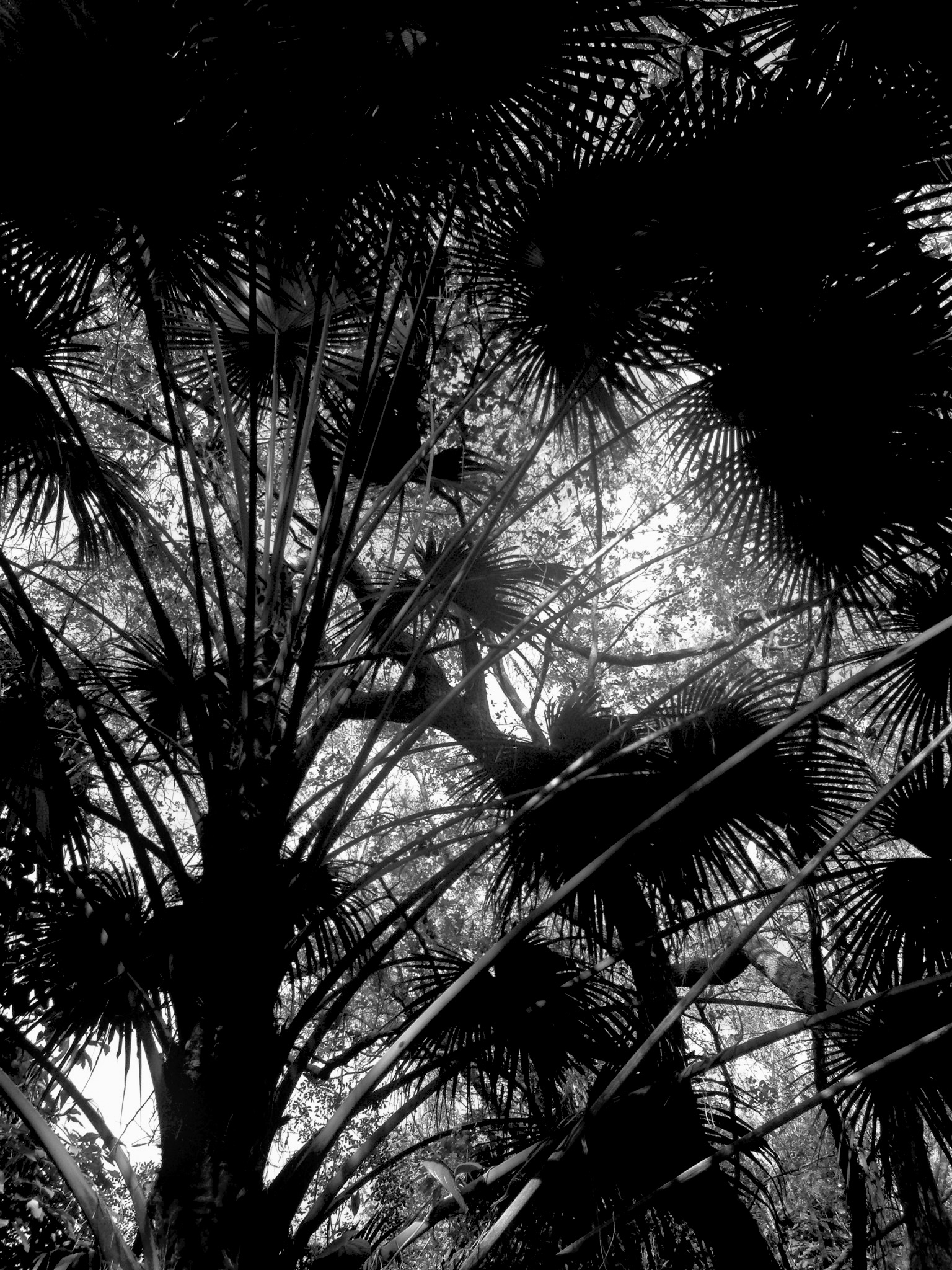 Palm trees in Miami, Florida / Darker than Green