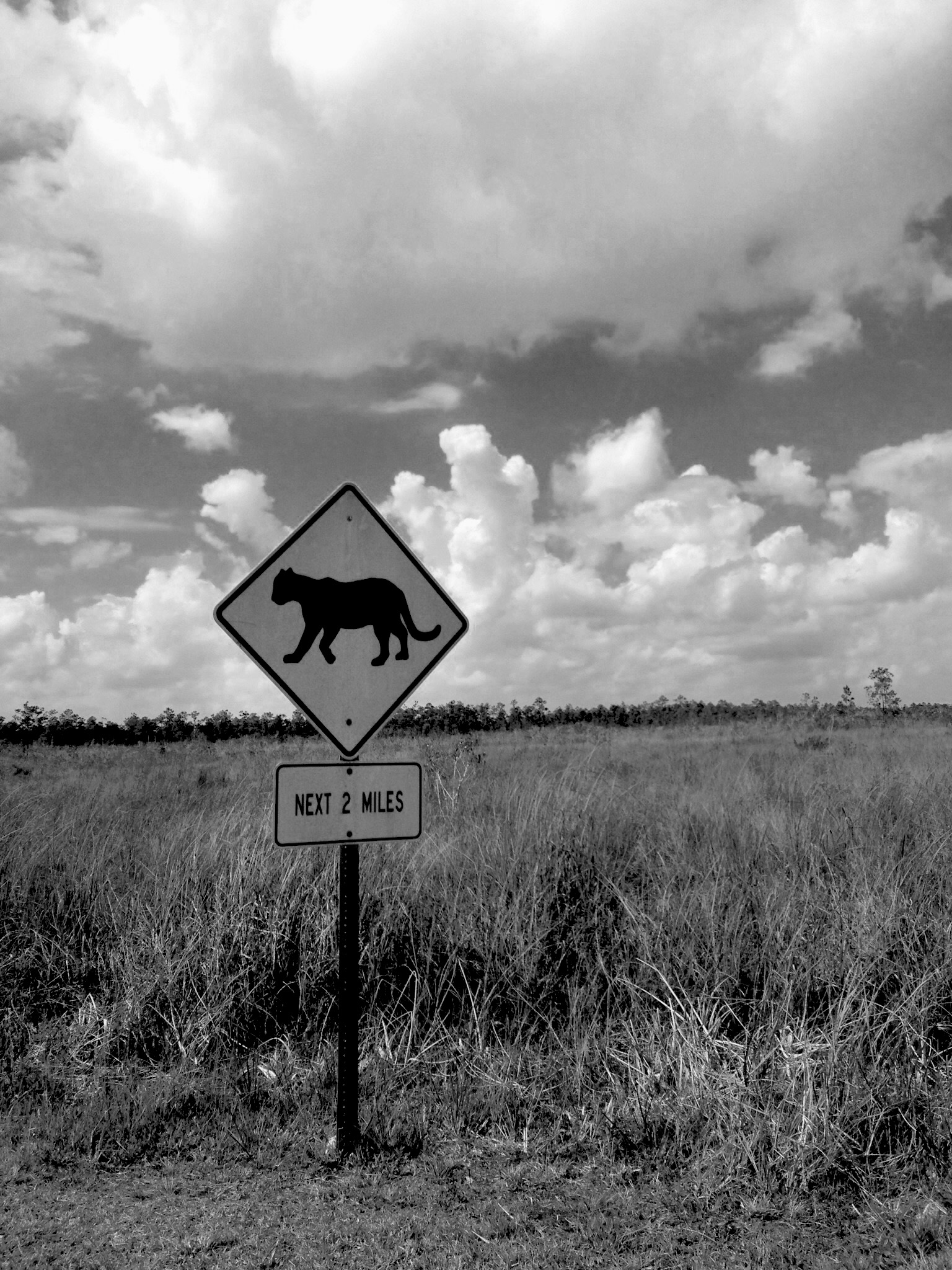 Panther Crossing sign on the way to Everglades National Park, Florida / Darker than Green