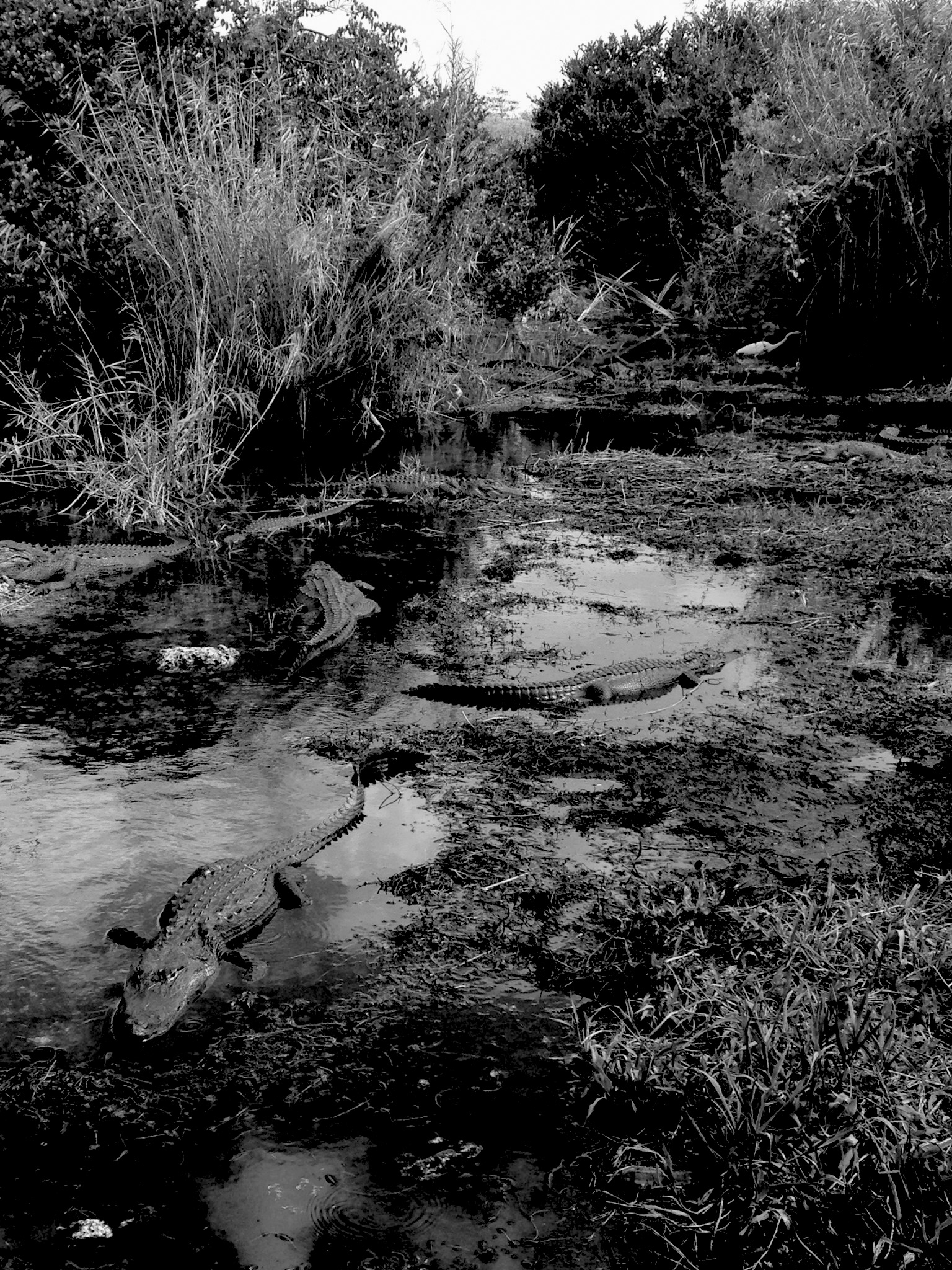 Alligators in Everglades National Park, Florida / Darker than Green