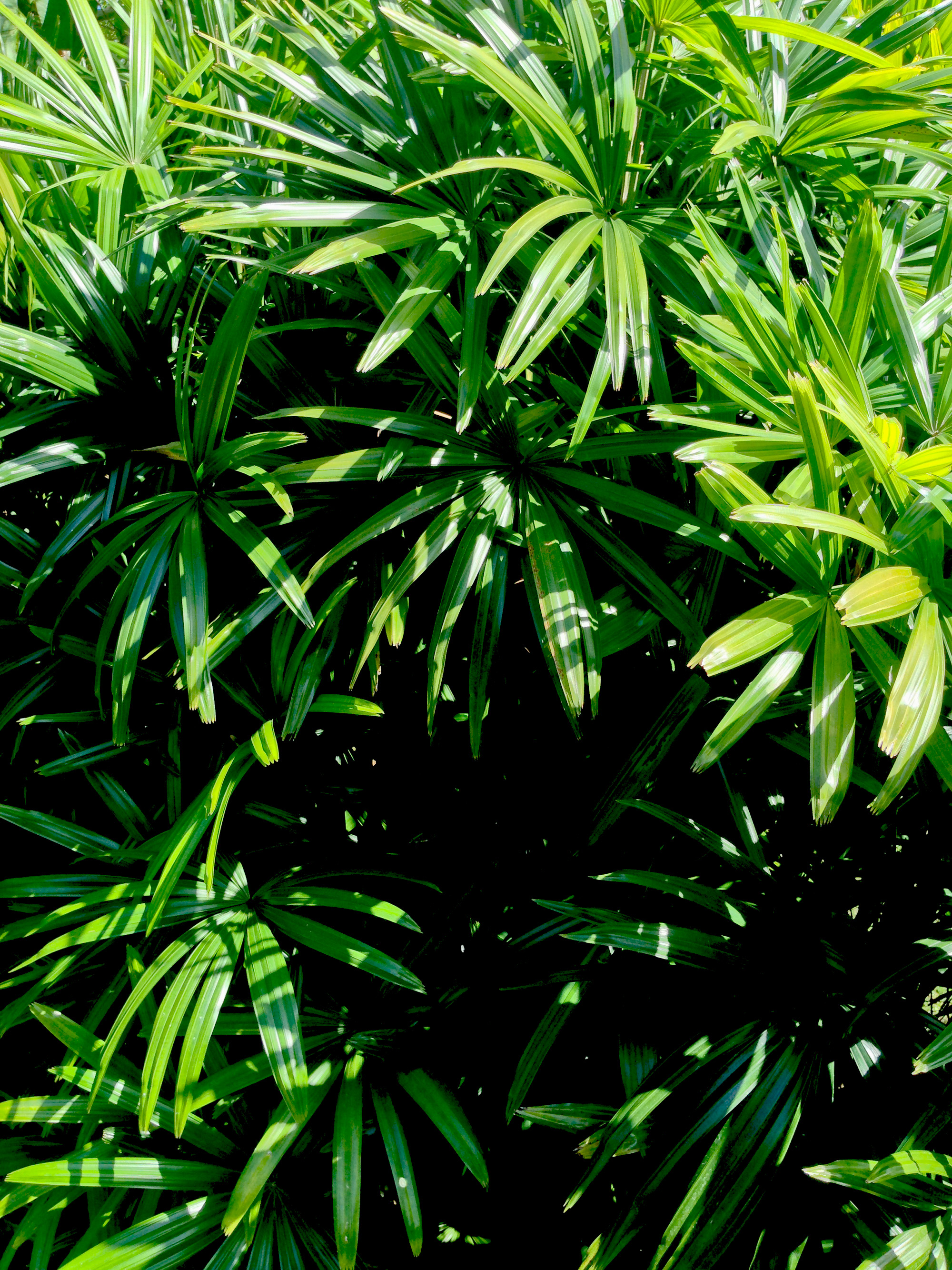 Palm leaves at The Standard, Miami Florida / Darker than Green