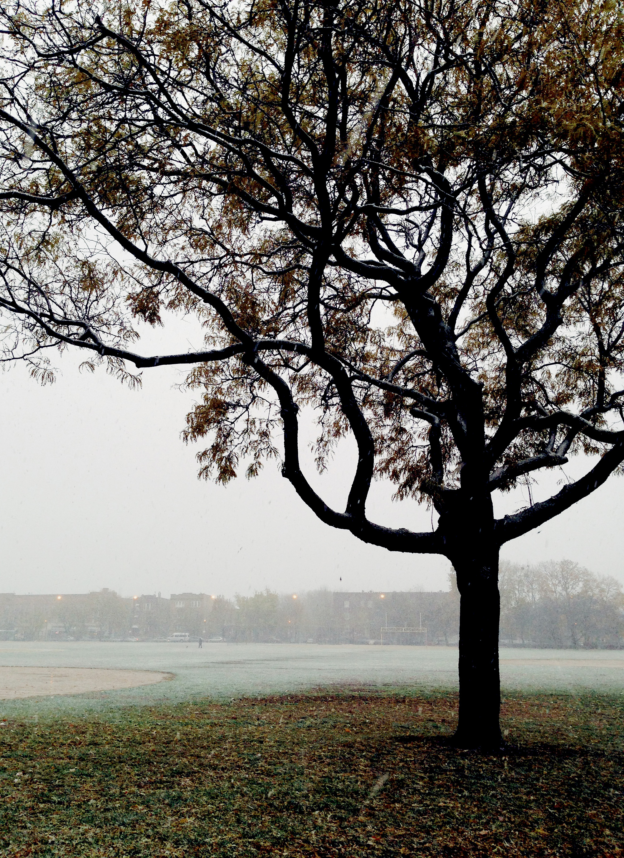 Tree in Welles Park, Chicago Illinois