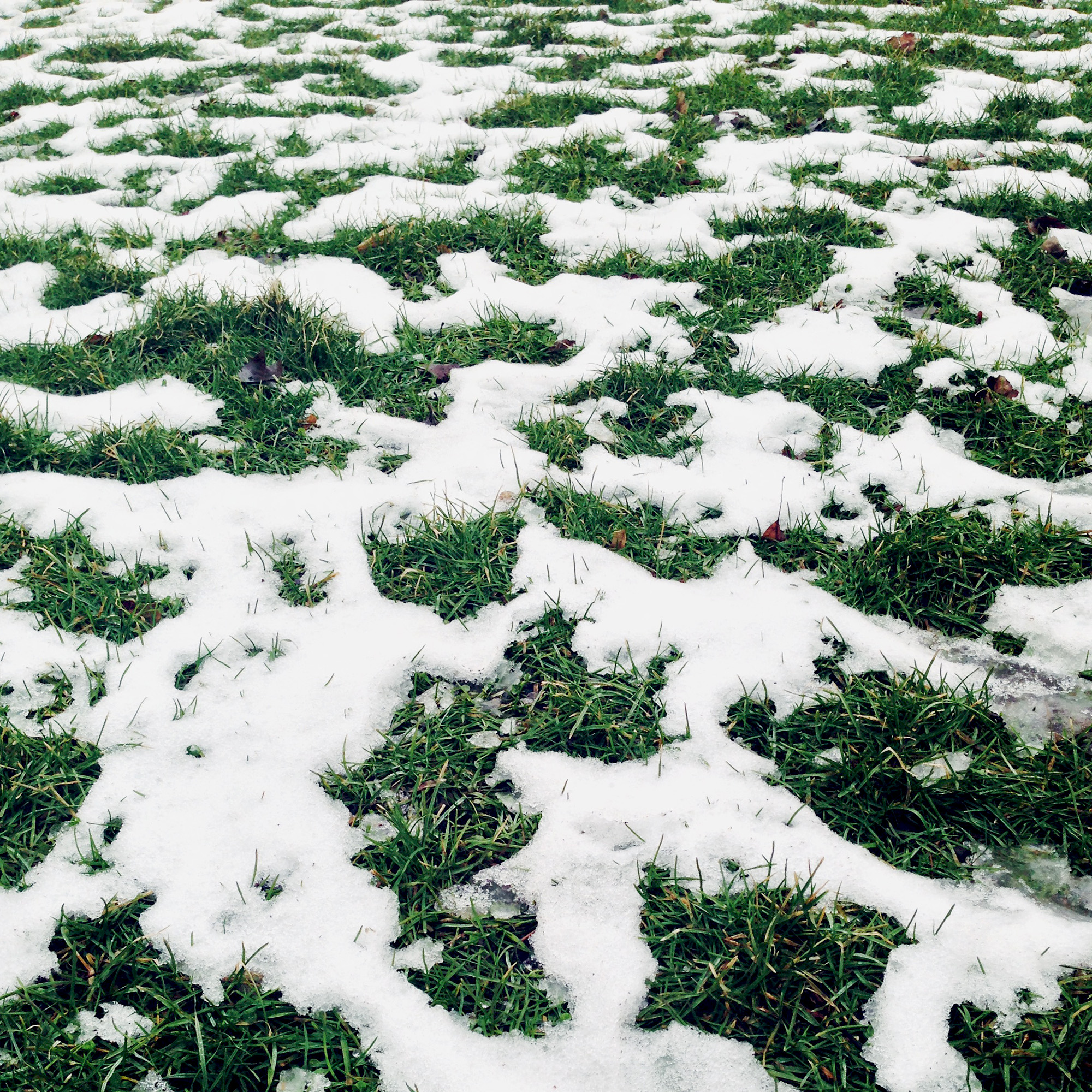 Grass and snow, Welles Park, Chicago Illinois