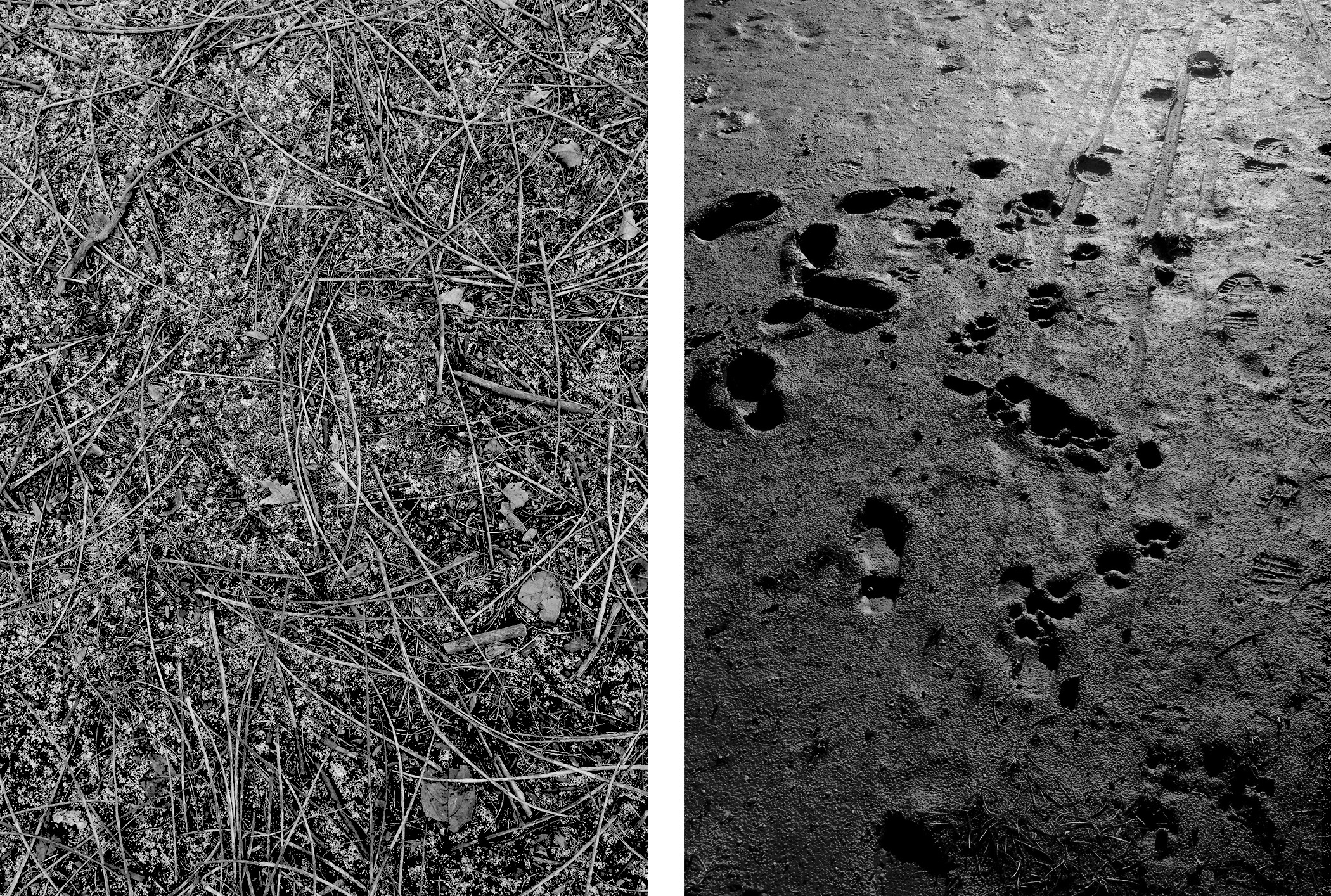 The ground in Welles Park, Chicago Illinois / Darker than Green