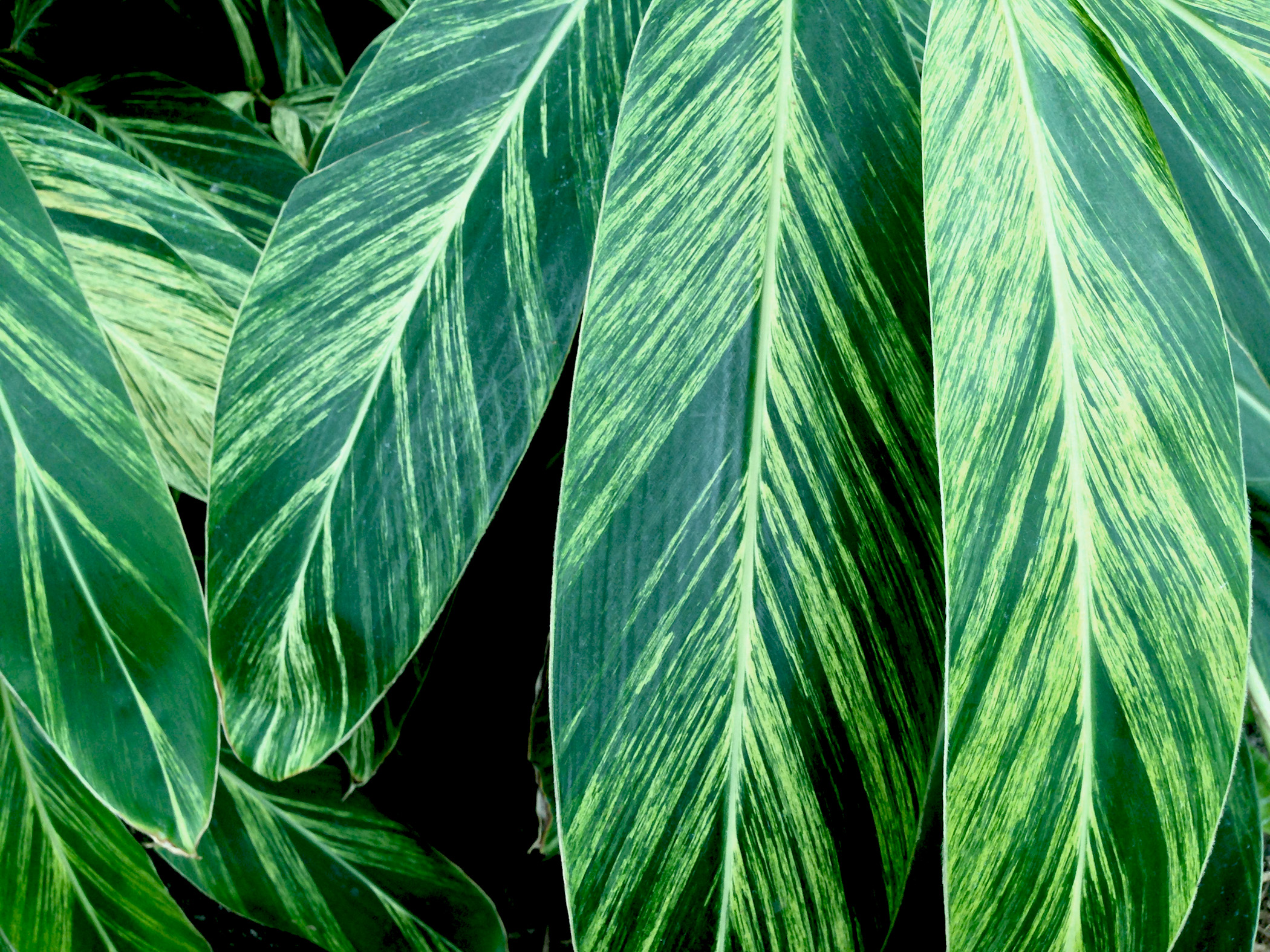 Ginger leaves / Darker than Green