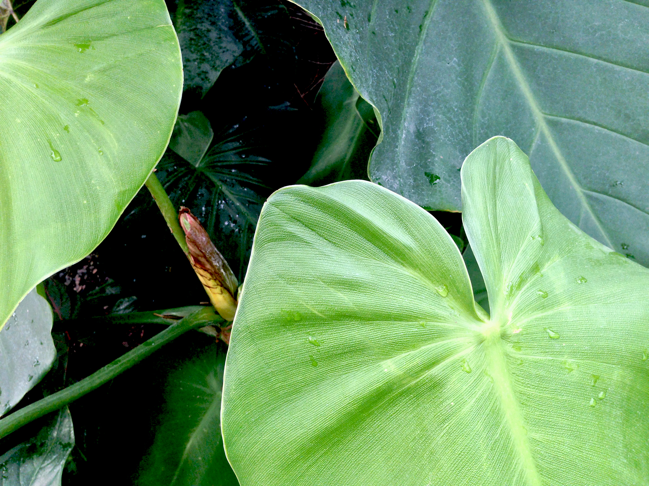 Philodendron leaves / Darker than Green