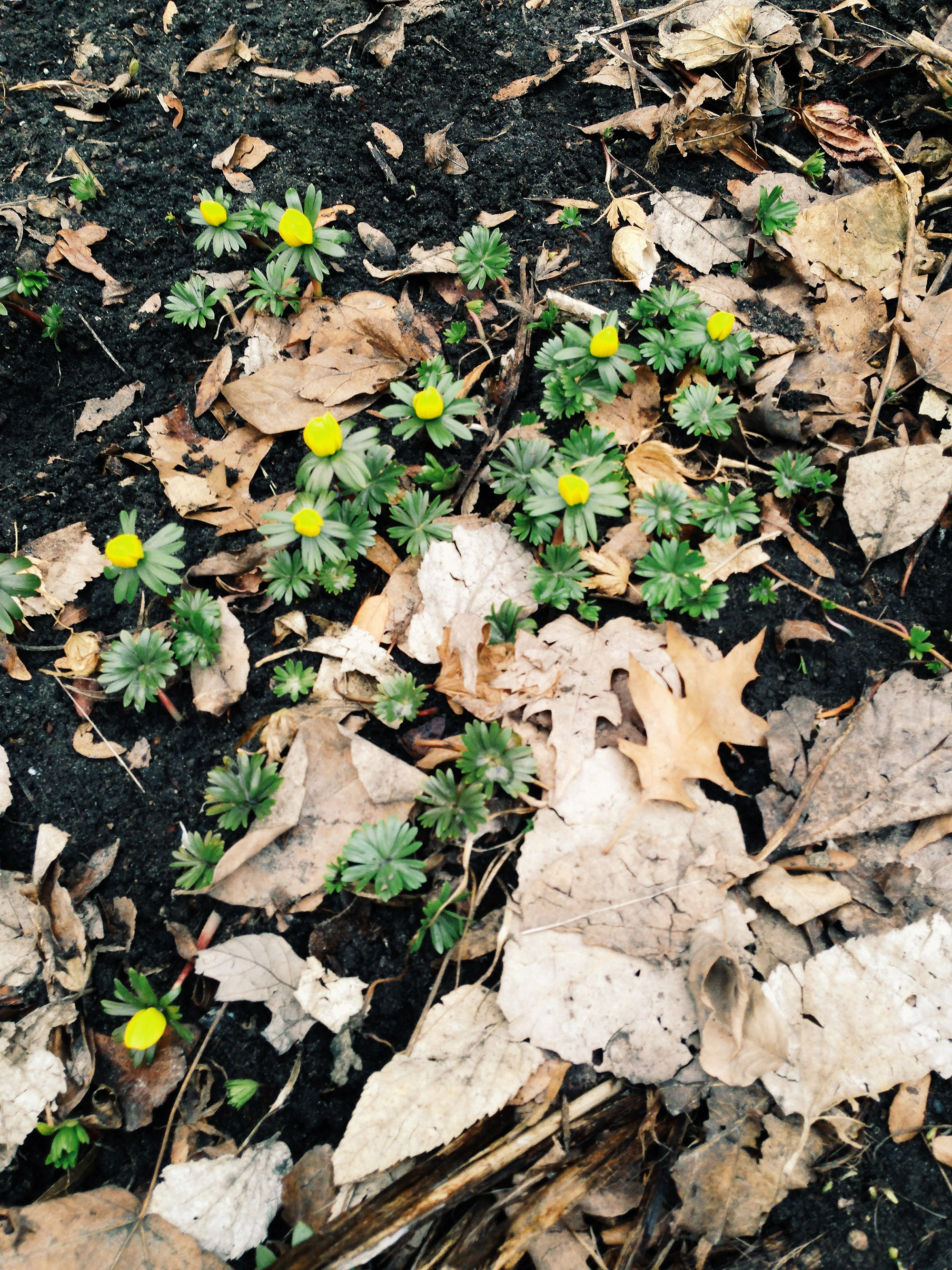 Spring plants / Darker than Green