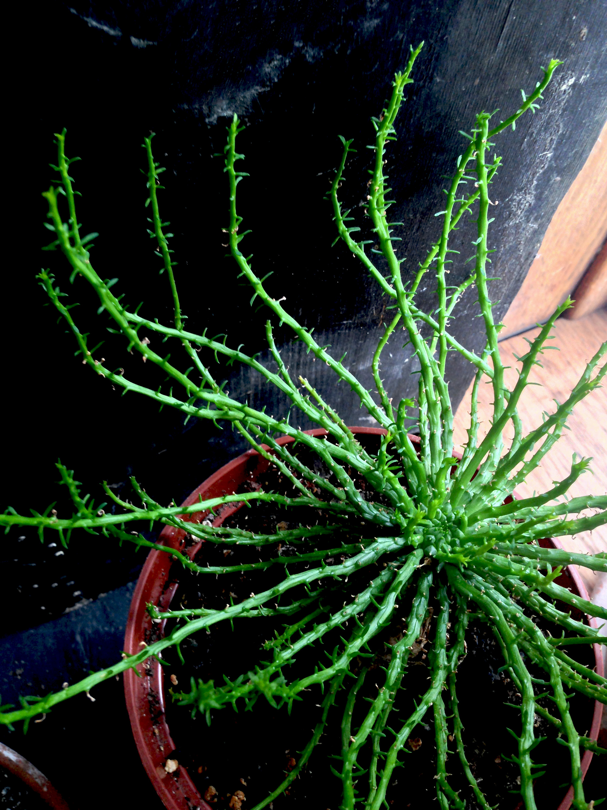 Euphorbia flanaganii / Darker than Green