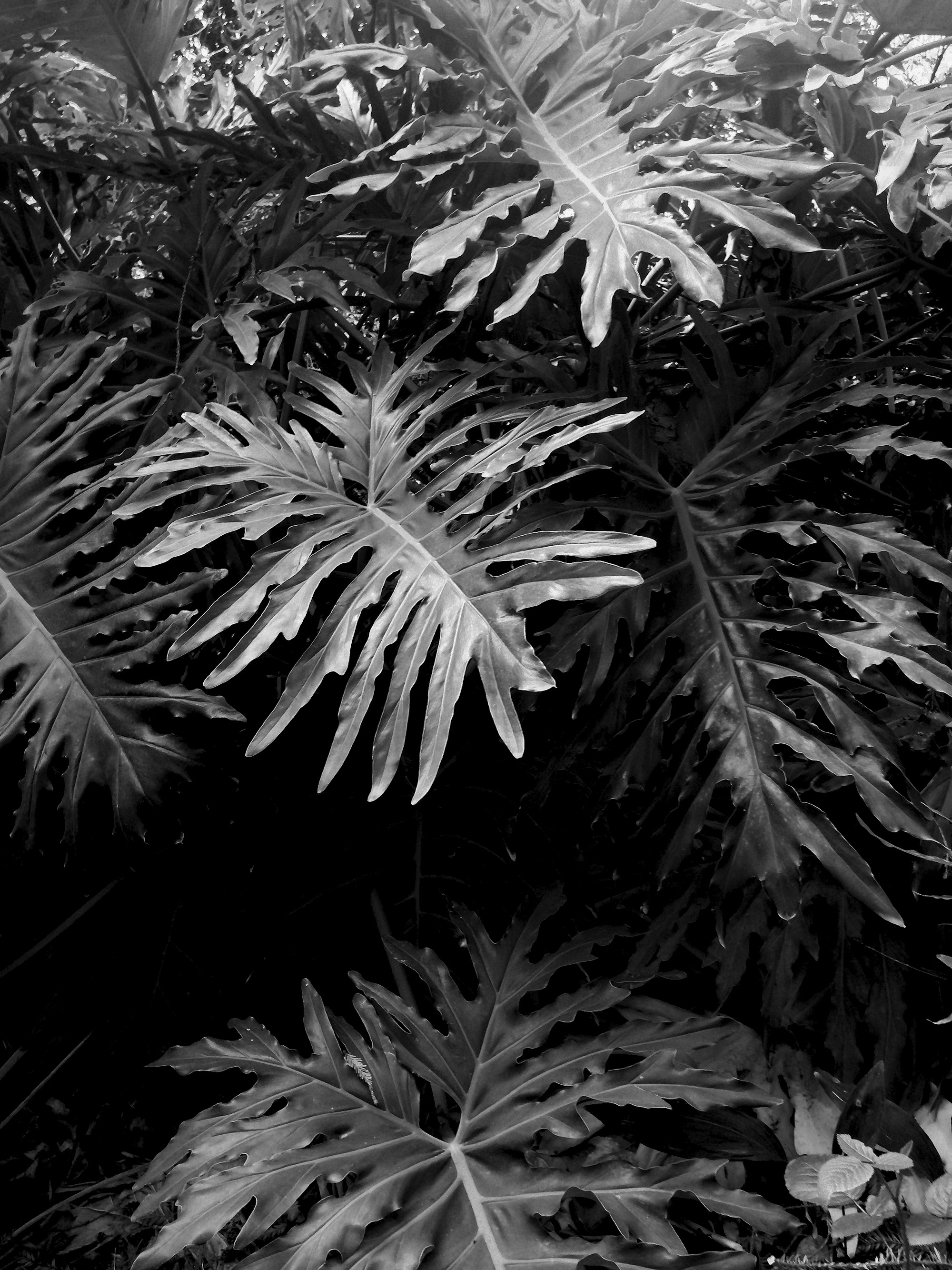 Monstera deliciosa in the wild / Darker than Green