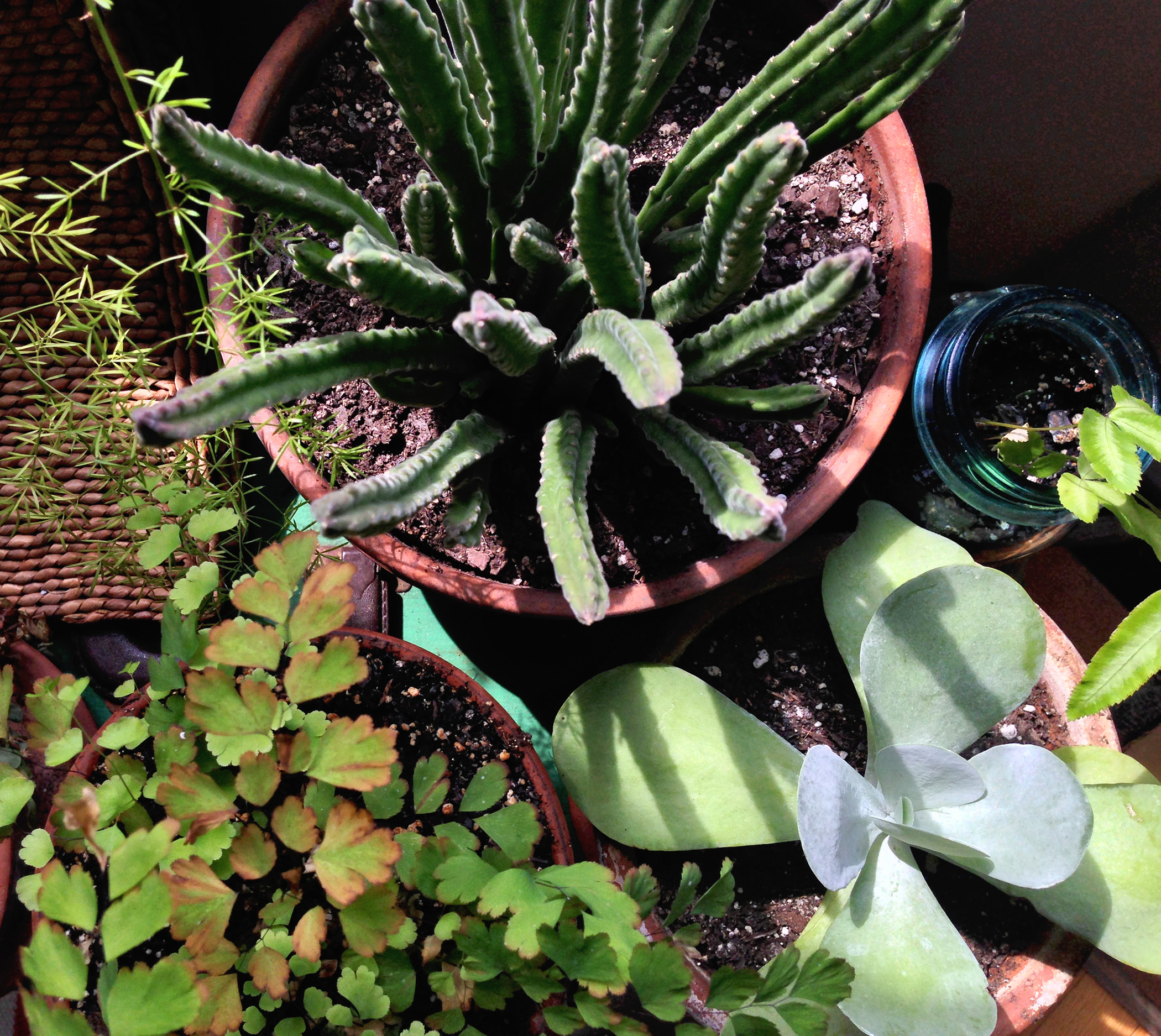 Carrion plant, kalanchoe, maidenhair fern, asparagus fern / Darker than Green