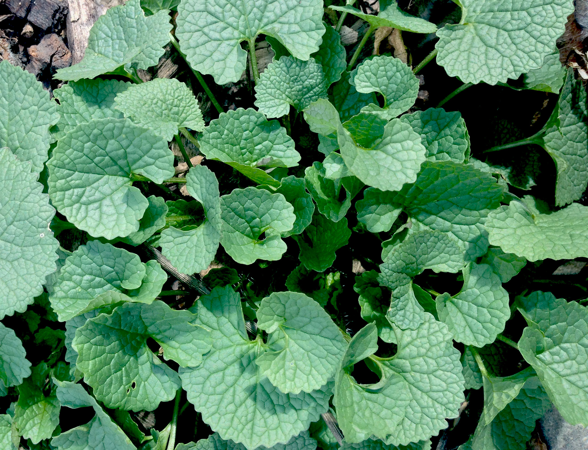 New spring plants / Darker than Green