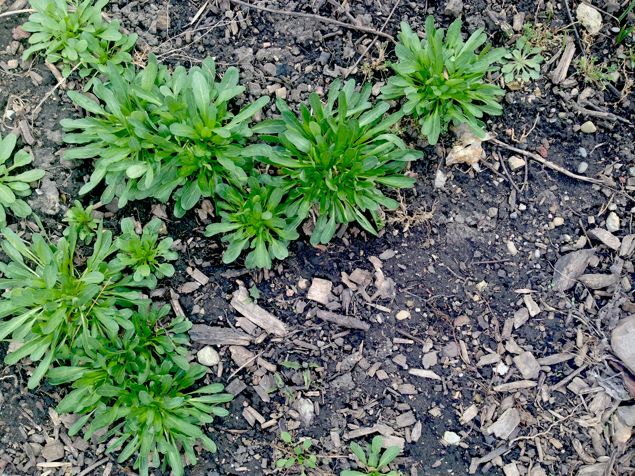 Spring growth / Darker than Green