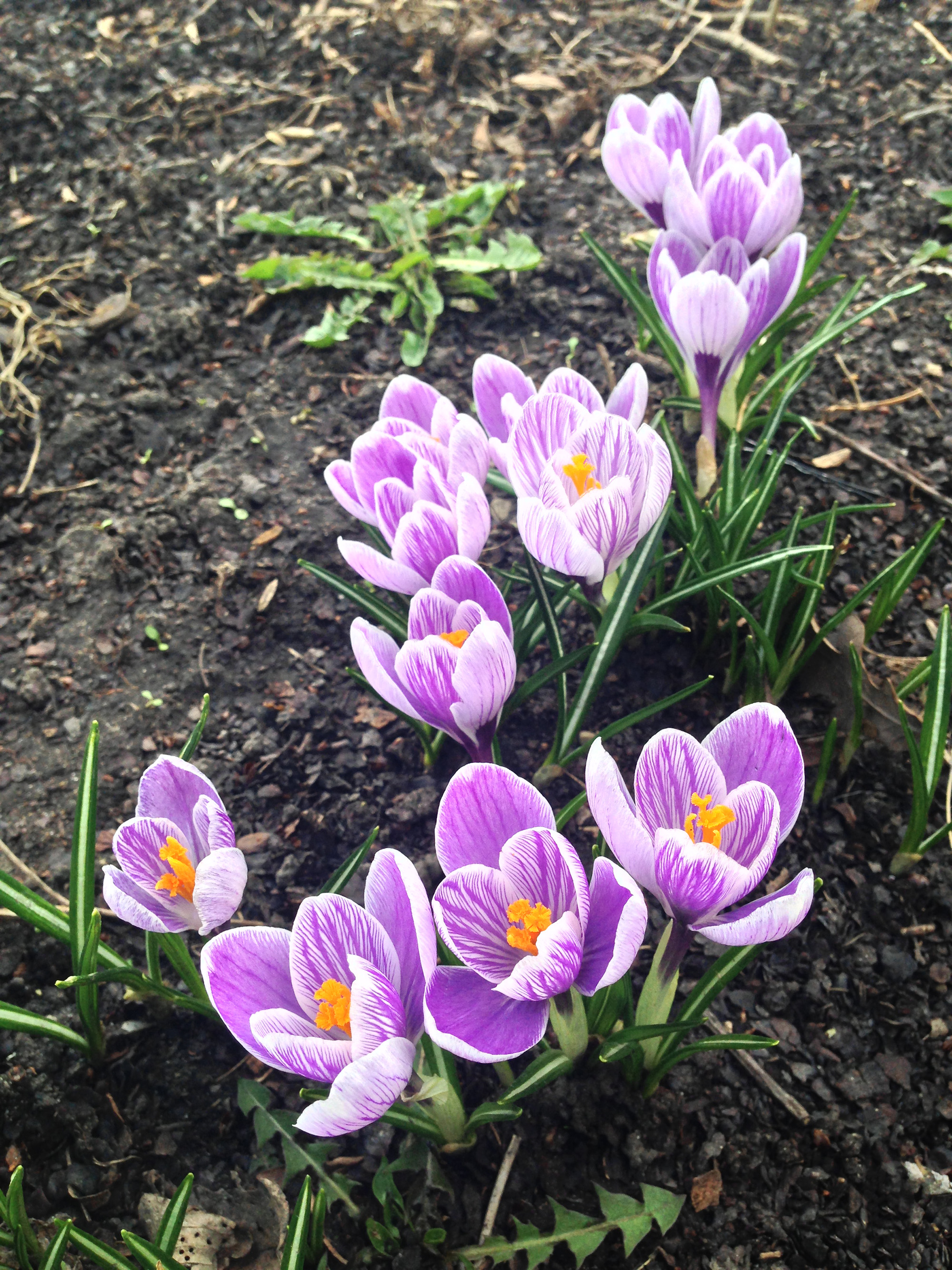 Crocuses in bloom / Darker than Green