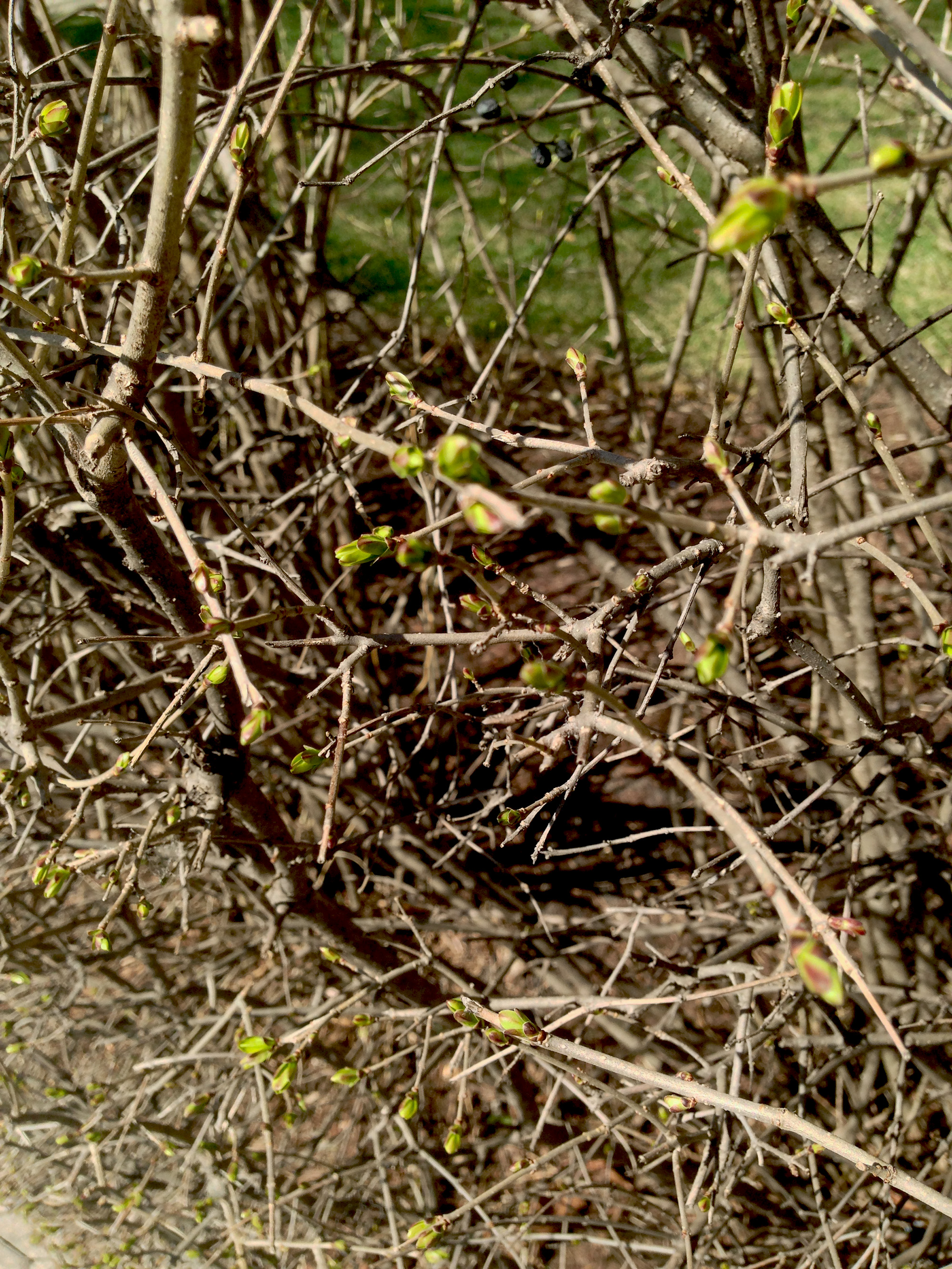 New branch growth / Darker than Green