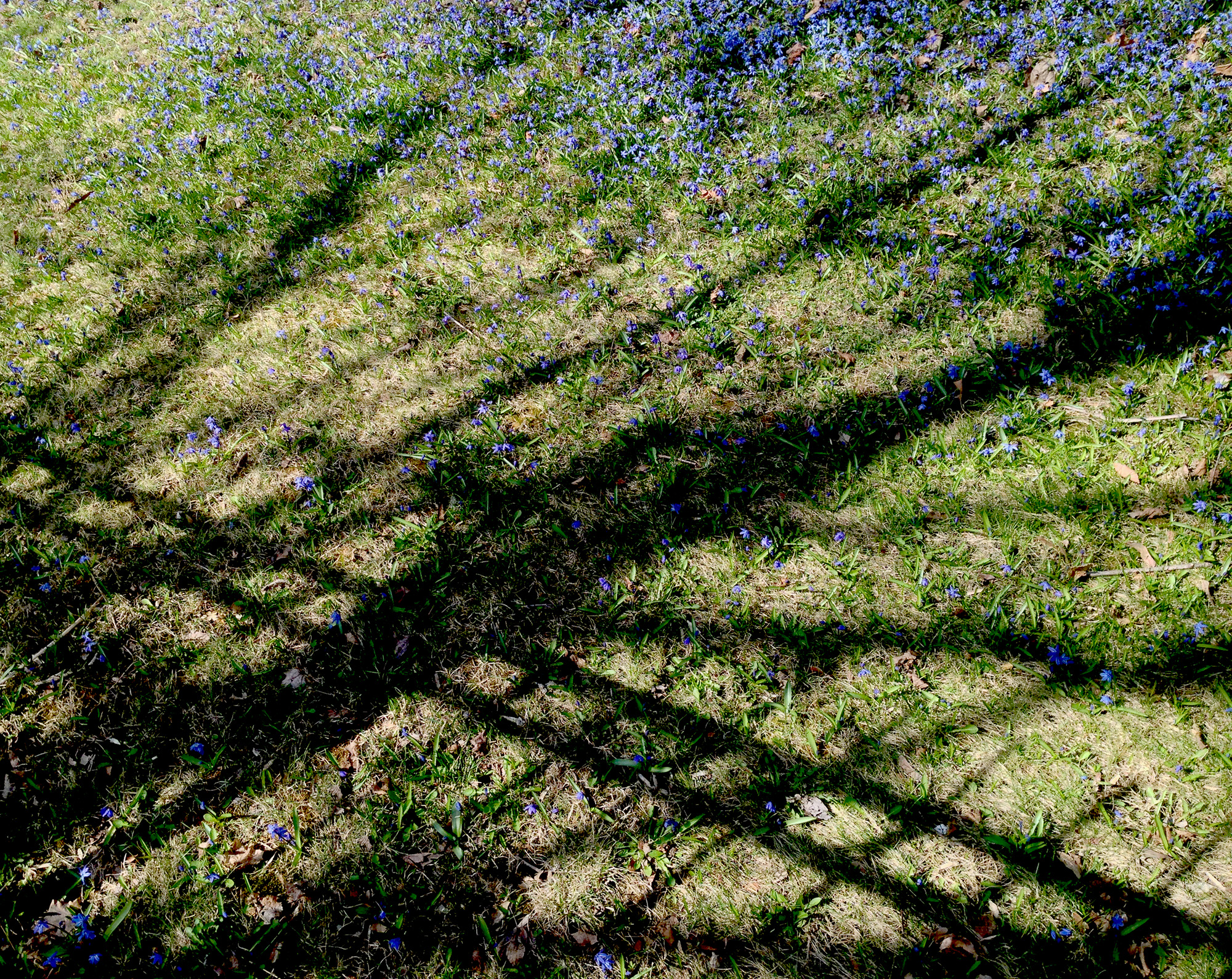 Spring city lawn with flowers / Darker than Green