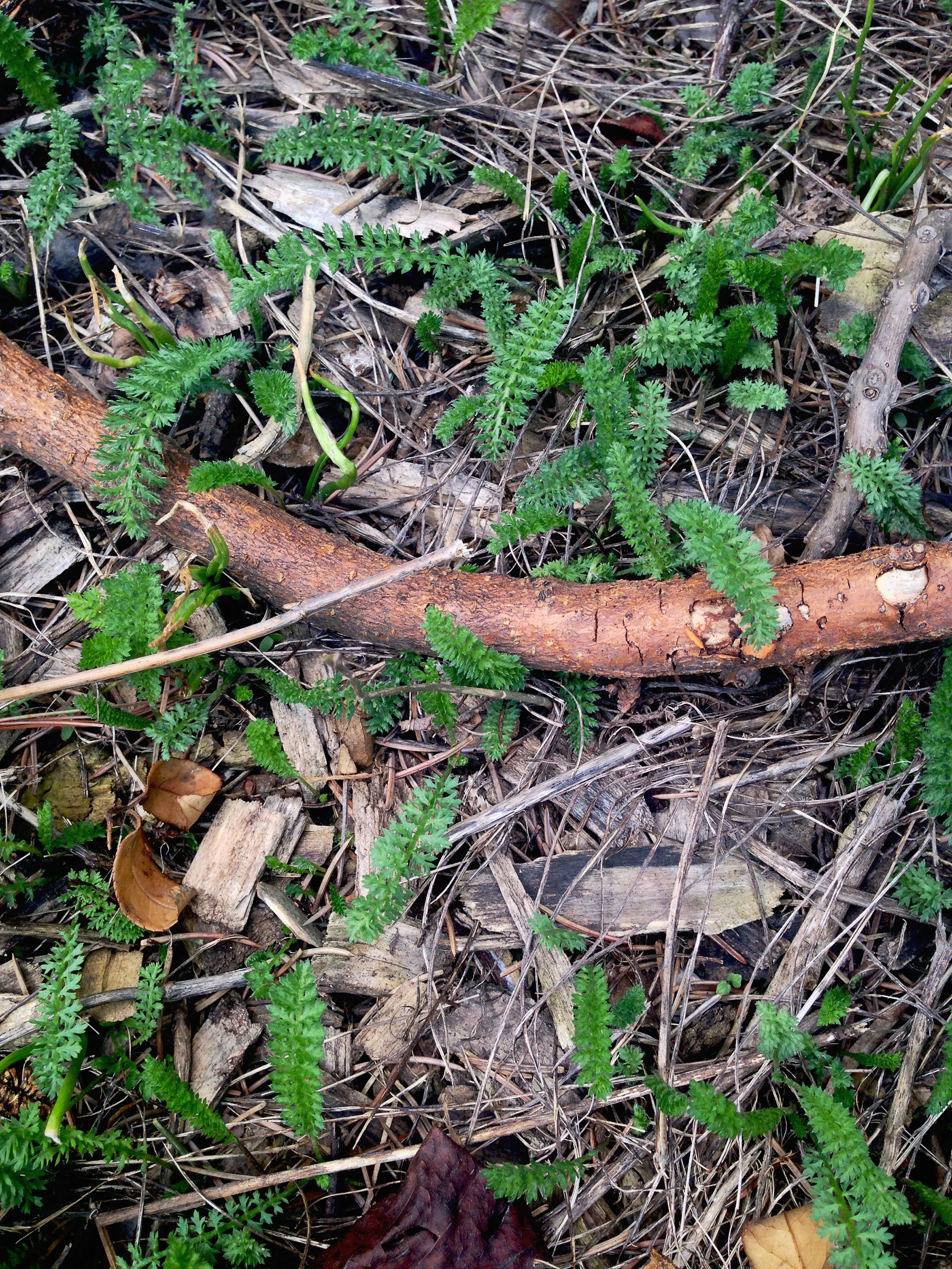 New growth in the community garden / Darker than Green