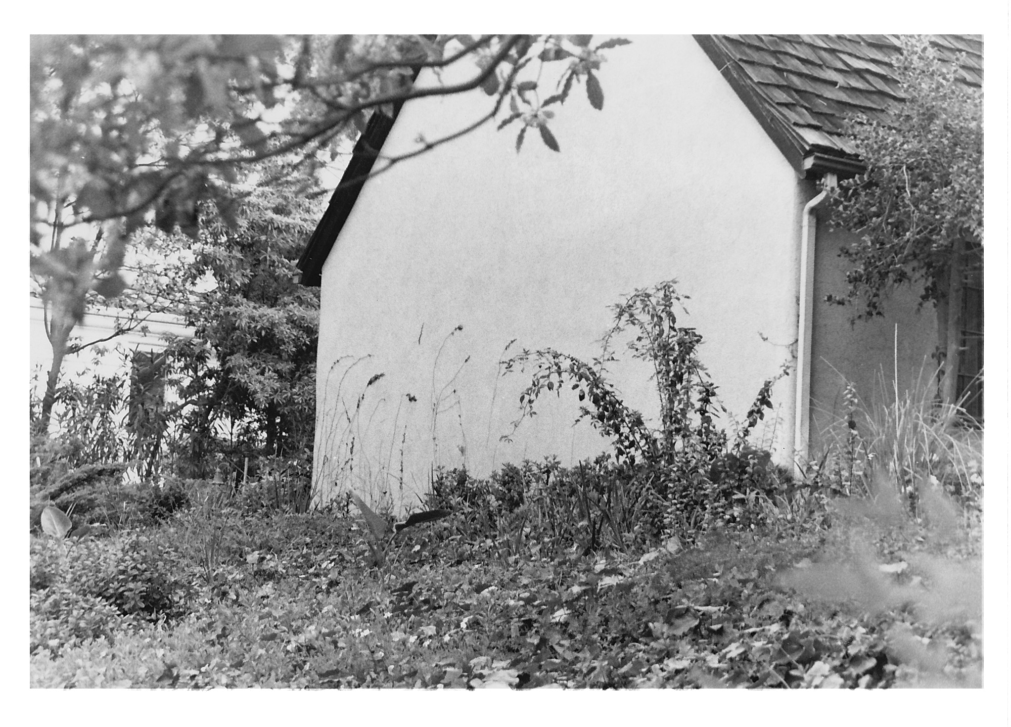 House surrounded by native plants / Darker than Green