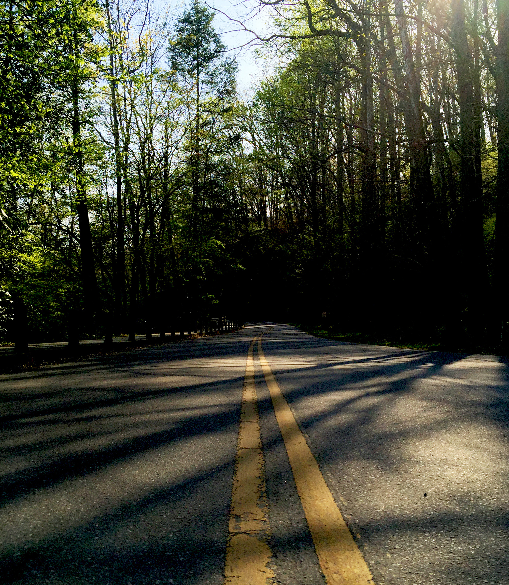 Deep Creek, Great Smoky Mountains / Darker than Green